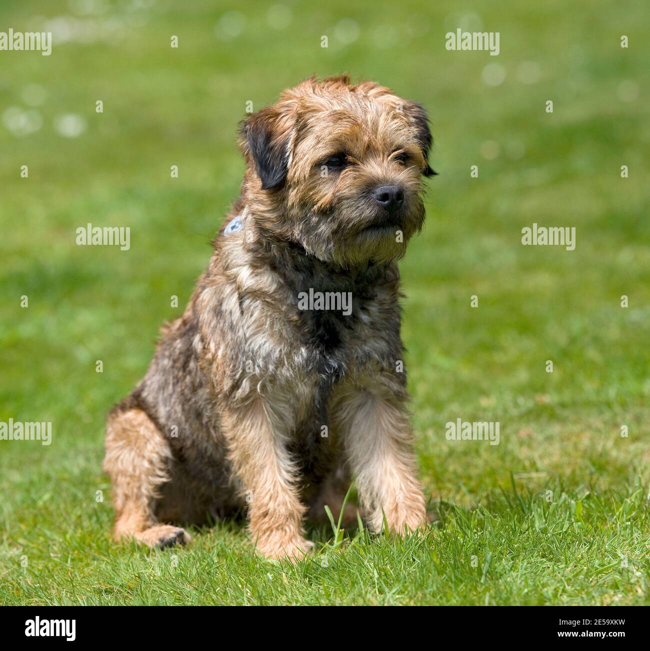 Border terrier cane Foto Stock