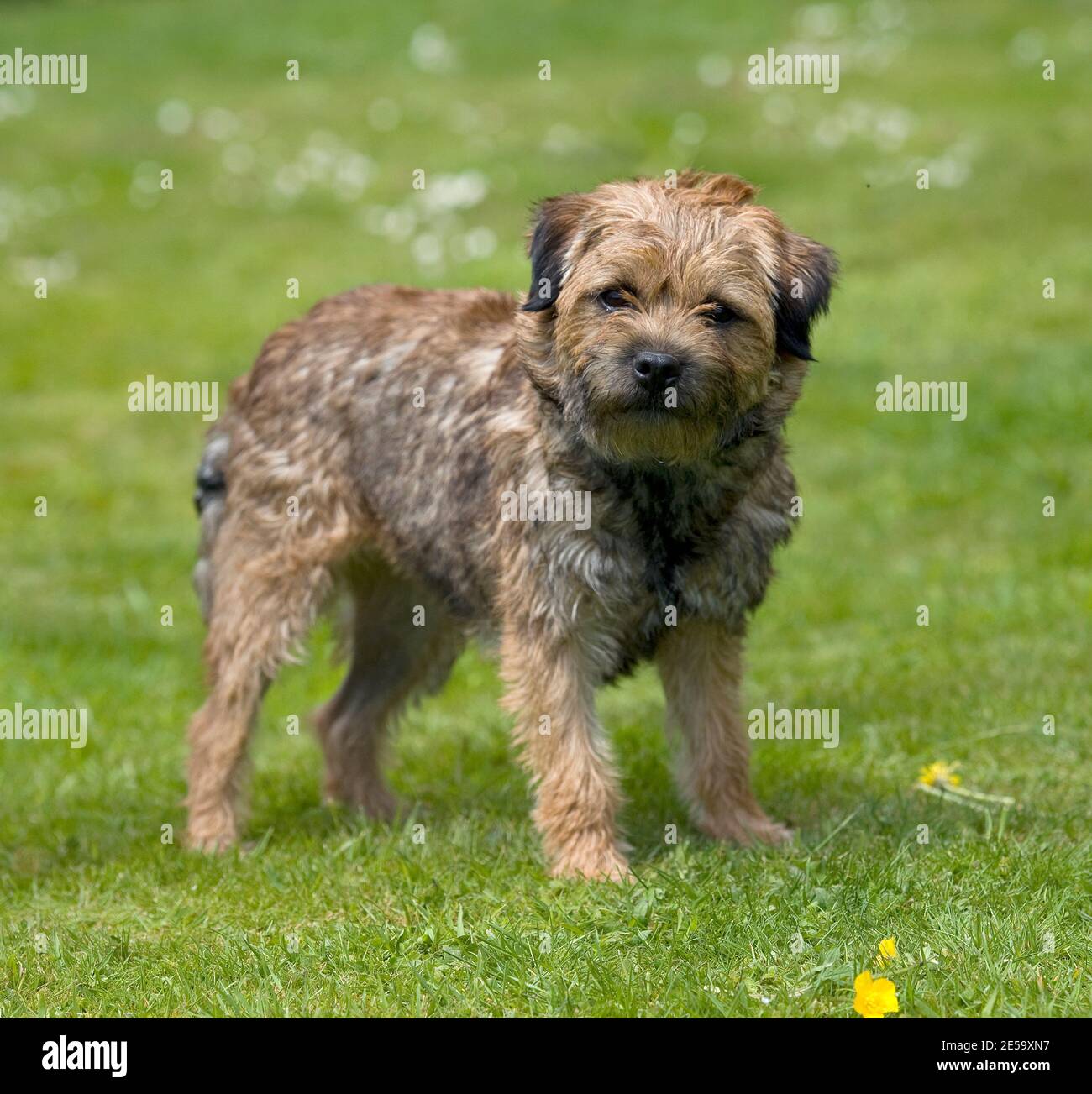 Border terrier cane Foto Stock