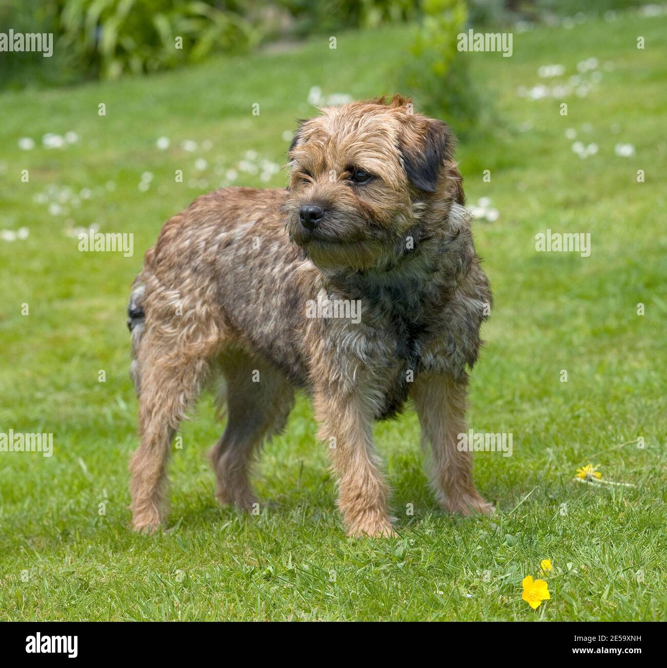 Border terrier cane Foto Stock
