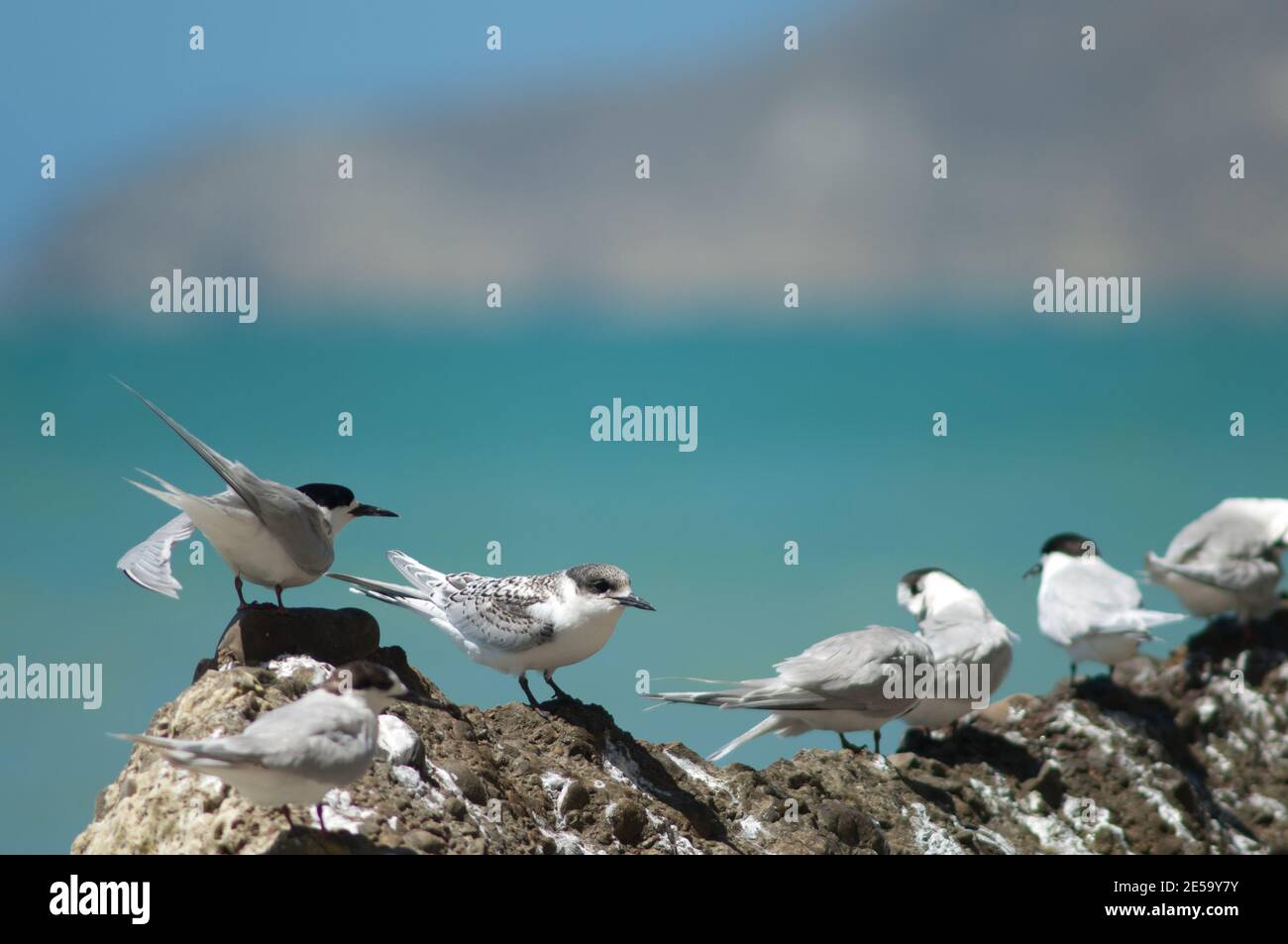 Terns con facciata bianca Striata di Sterna. Capo rapitori Gannet Reserve. Isola del Nord. Nuova Zelanda. Foto Stock