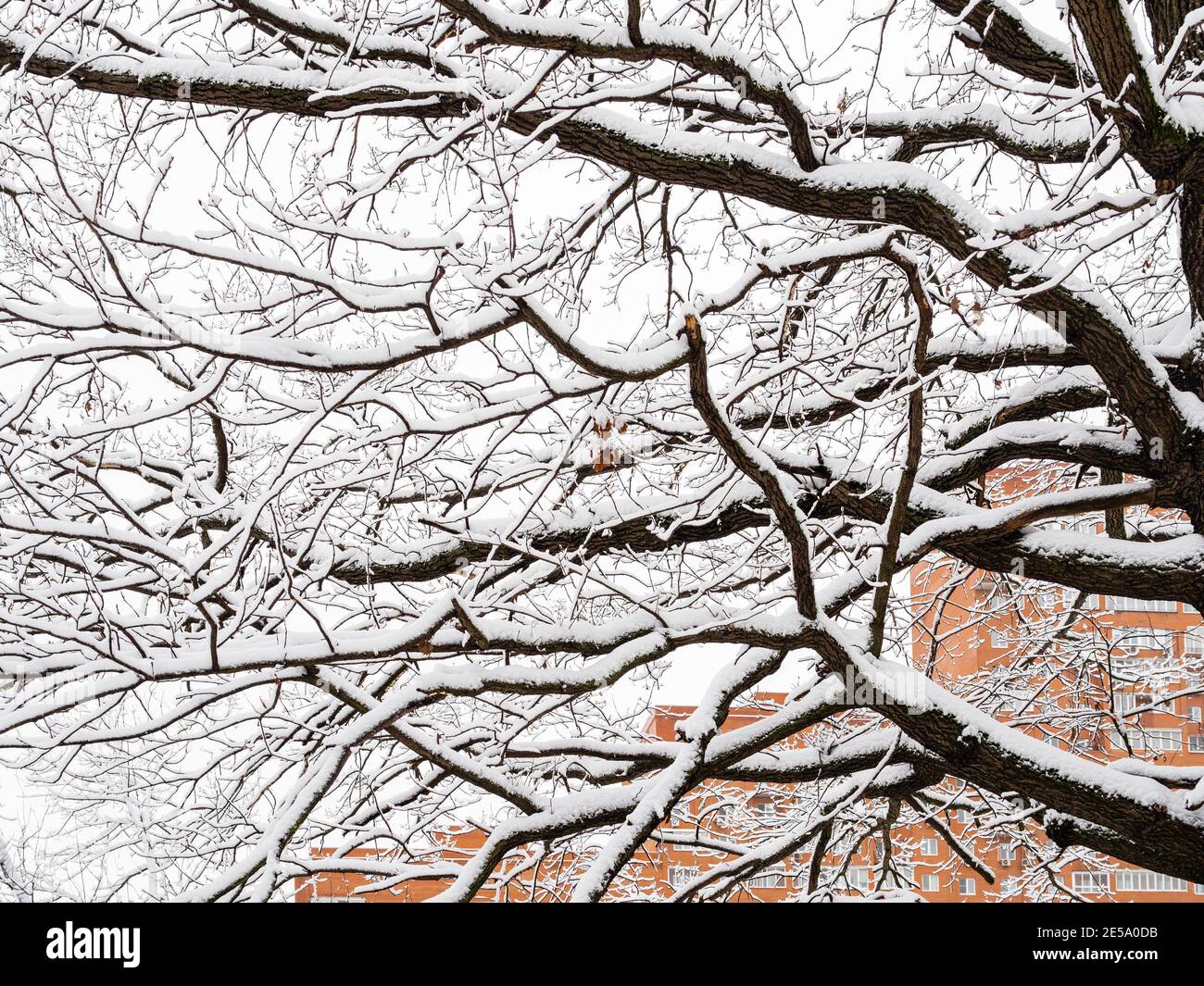rami di quercia scura ricoperti di neve e alto edificio di appartamenti sullo sfondo il giorno invernale overcast Foto Stock