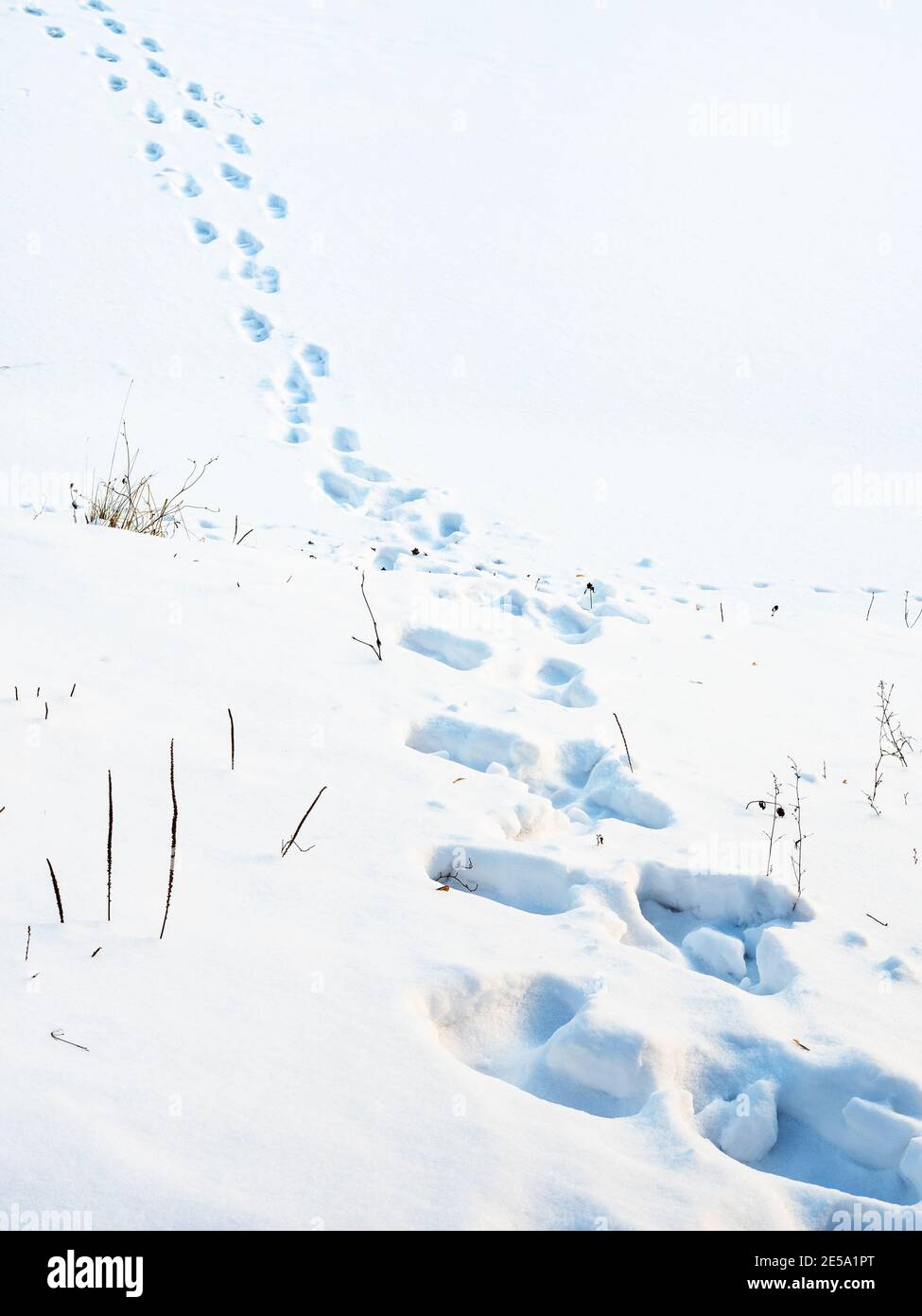 catena di impronte nella neve profonda dalla riva alla superficie di fiume ghiacciato coperto di neve nel parco della città al crepuscolo invernale Foto Stock