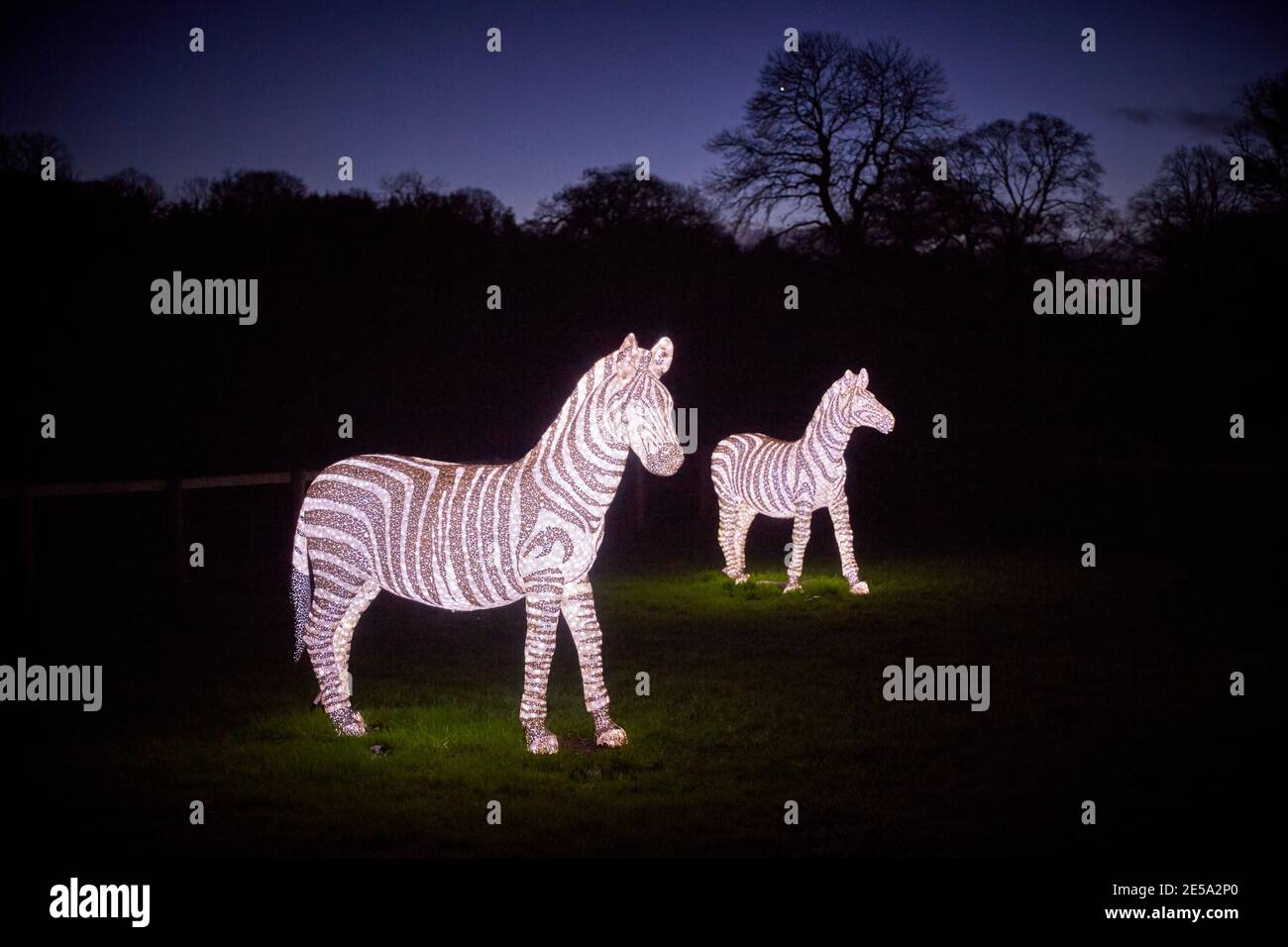 Foresta incantata a Stockeld Park vicino Wetherby zebre illuminate Foto Stock