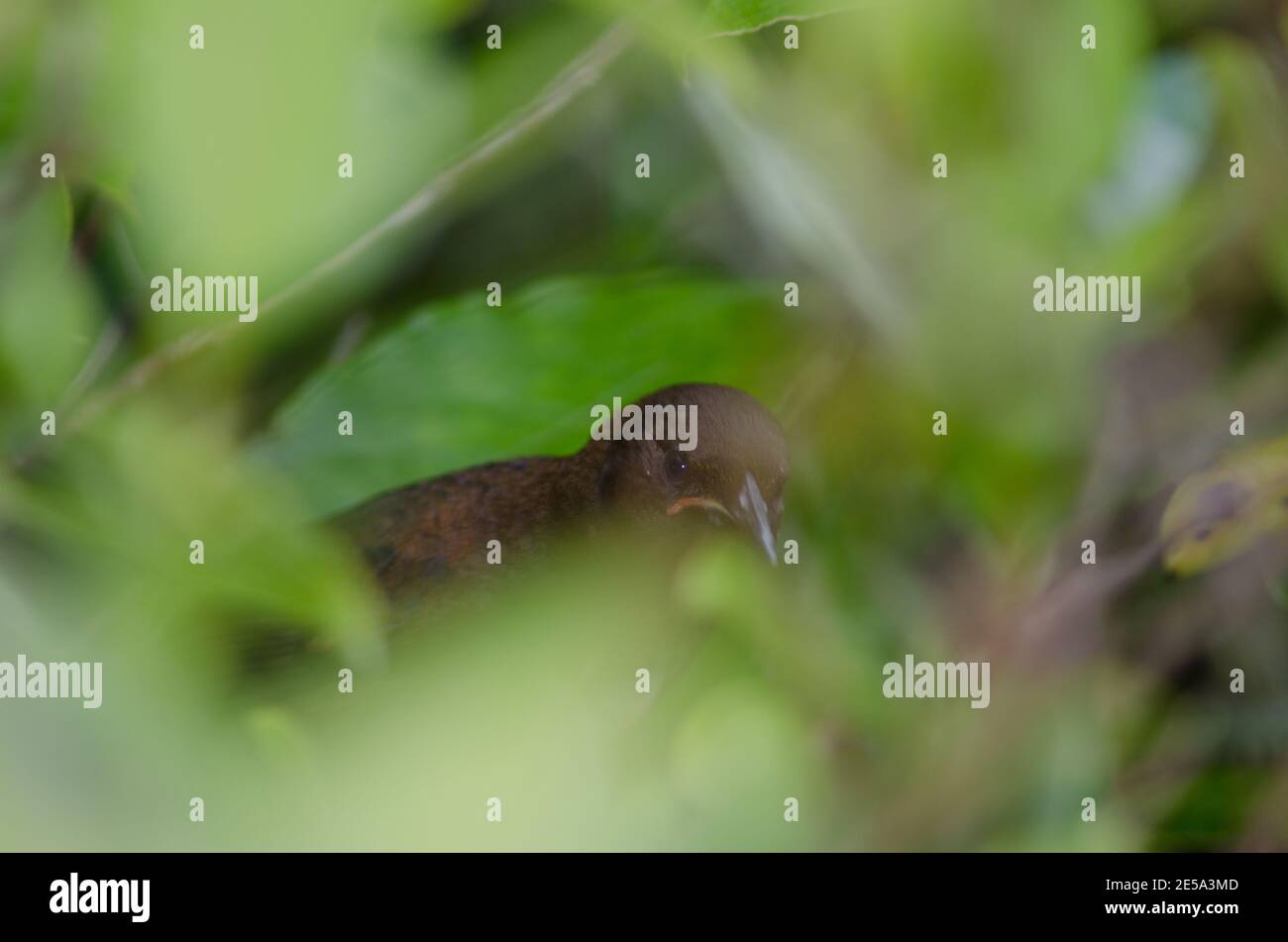 Isola del Sud Saddleback Filestumus carunculatus. Immaturo tra la vegetazione. Isola di Ulva. Parco Nazionale di Rakiura. Nuova Zelanda. Foto Stock