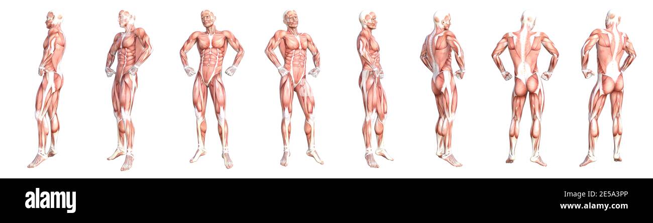 Anatomia concettuale sano skinless sistema muscolare del corpo umano set. Giovane adulto atletico che posa per l'educazione, lo sport di fitness, la medicina Foto Stock