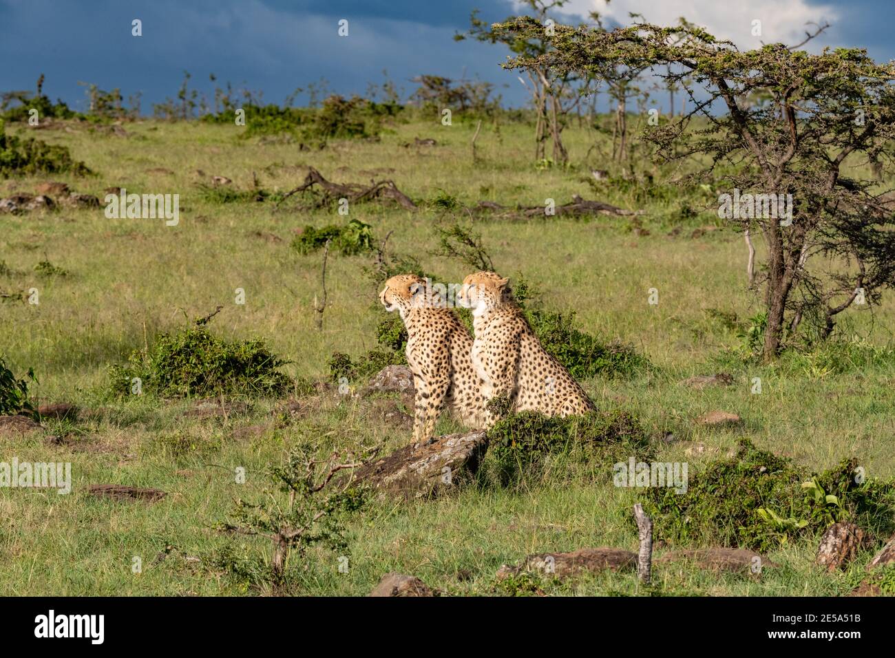 due giovani ghepardi maschili che si siedono a guardare la preda Foto Stock