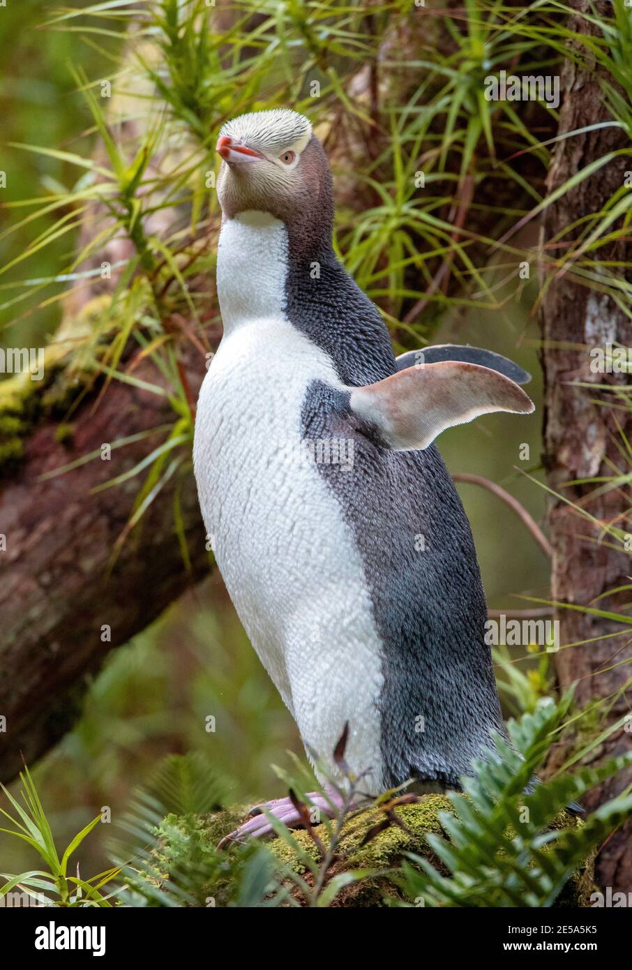 Pinguino dagli occhi gialli, Hoiho (antipodi Megadyptes), perches che flap su legno di muschio, Nuova Zelanda, isole di Auckland, Isola di Enderby Foto Stock