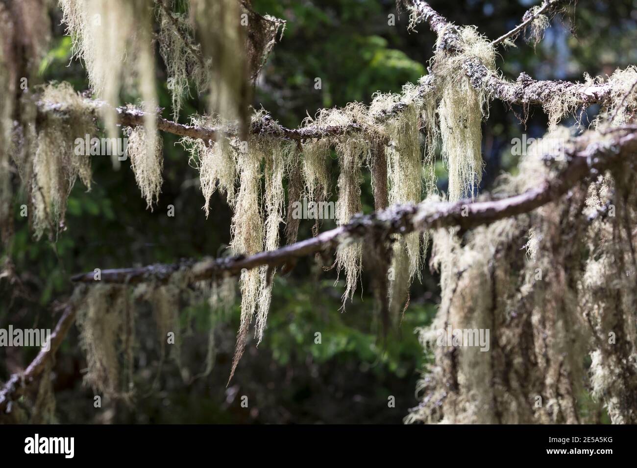 La barba dell'uomo anziano, la barba Lichen, Treemoss, il lichen della barba di Methuselah (Usnea spec.), sui rami di un albero di conifere, Germania Foto Stock