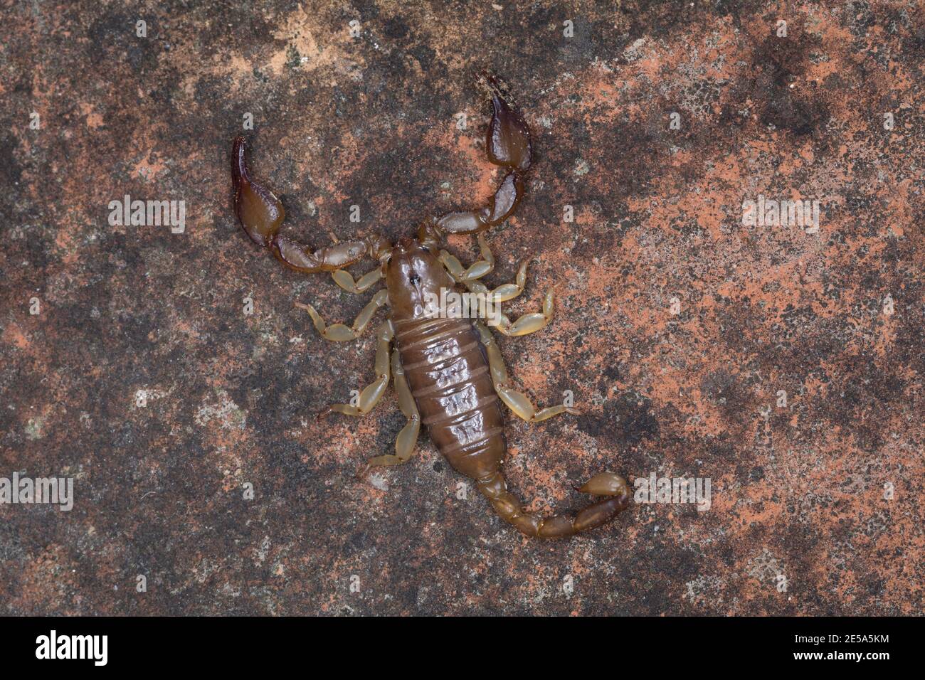 scorpion (Euscorpio spec.), ritratto a lunghezza intera, vista dall'alto, Croazia Foto Stock
