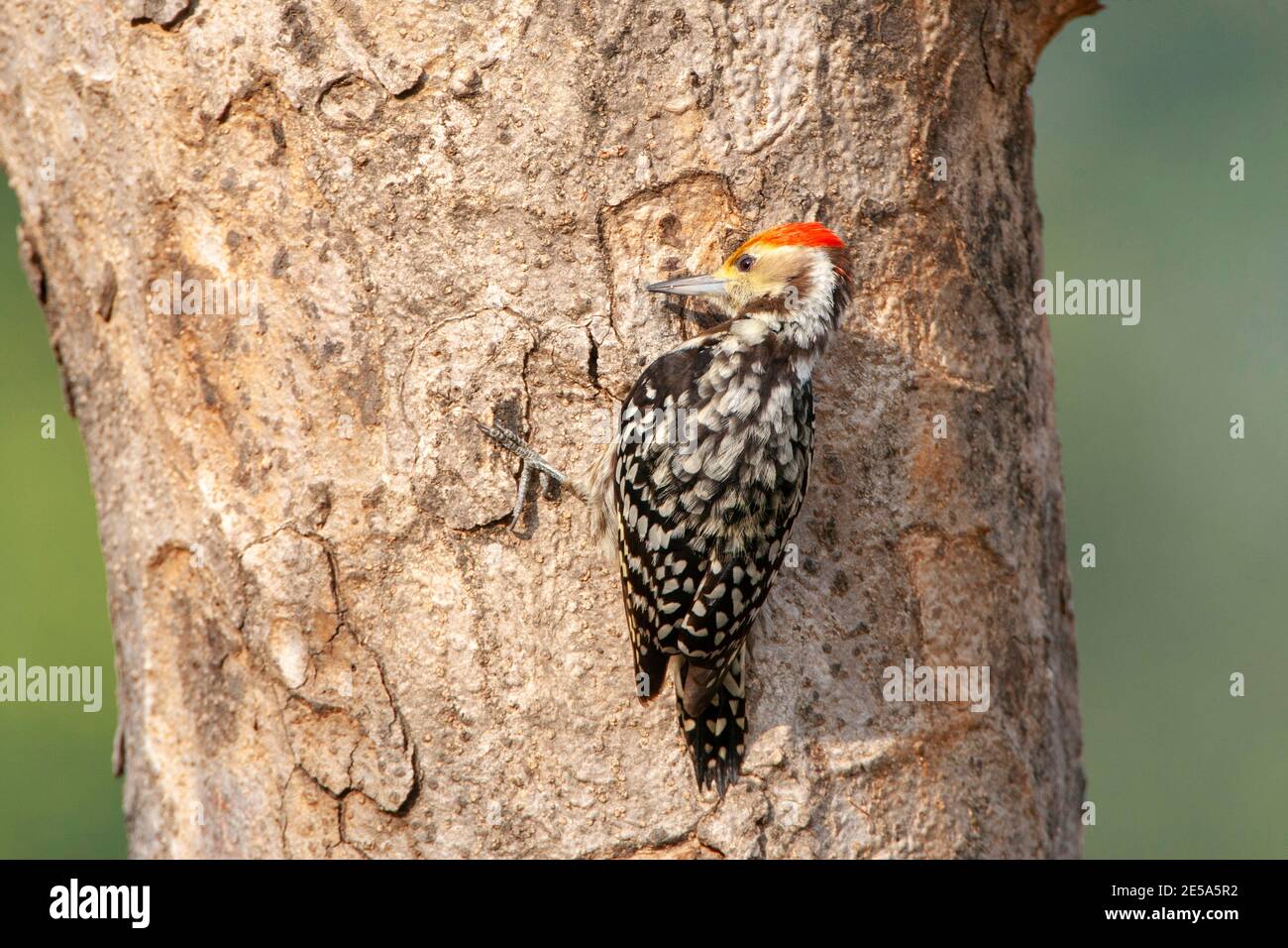 Picchio pied, picchio di Mahratta (Leiopicus mahrattensis), maschio appollaiato su un tronco d'albero, India, Foto Stock