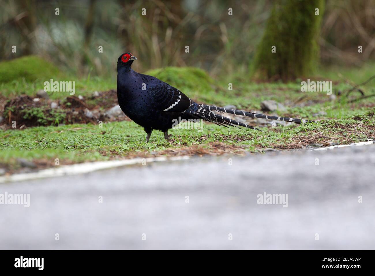 Fagiano mikado (Syrmaticus mikado), endemico delle regioni montane, un uccello nazionale non ufficiale di Taiwan, Taiwan, Dayueshan Foto Stock