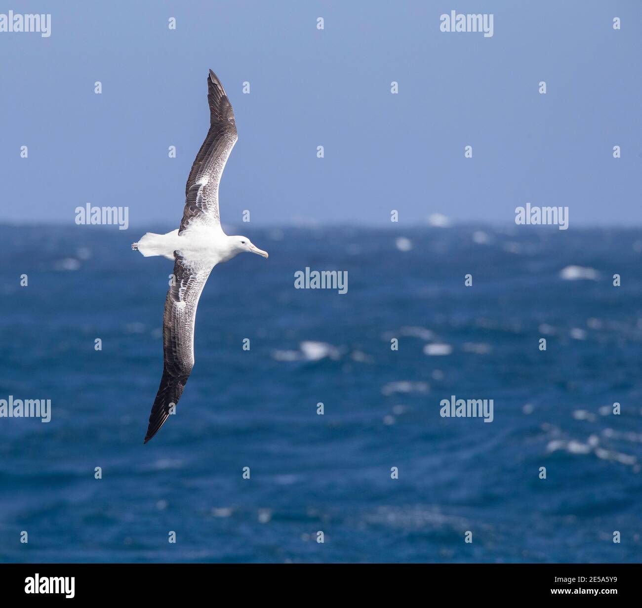 Royal albatross, Southern Royal Albatross (Diomedea epomophora), adulto in volo sul Pacifico meridionale, Nuova Zelanda, isole di Auckland Foto Stock