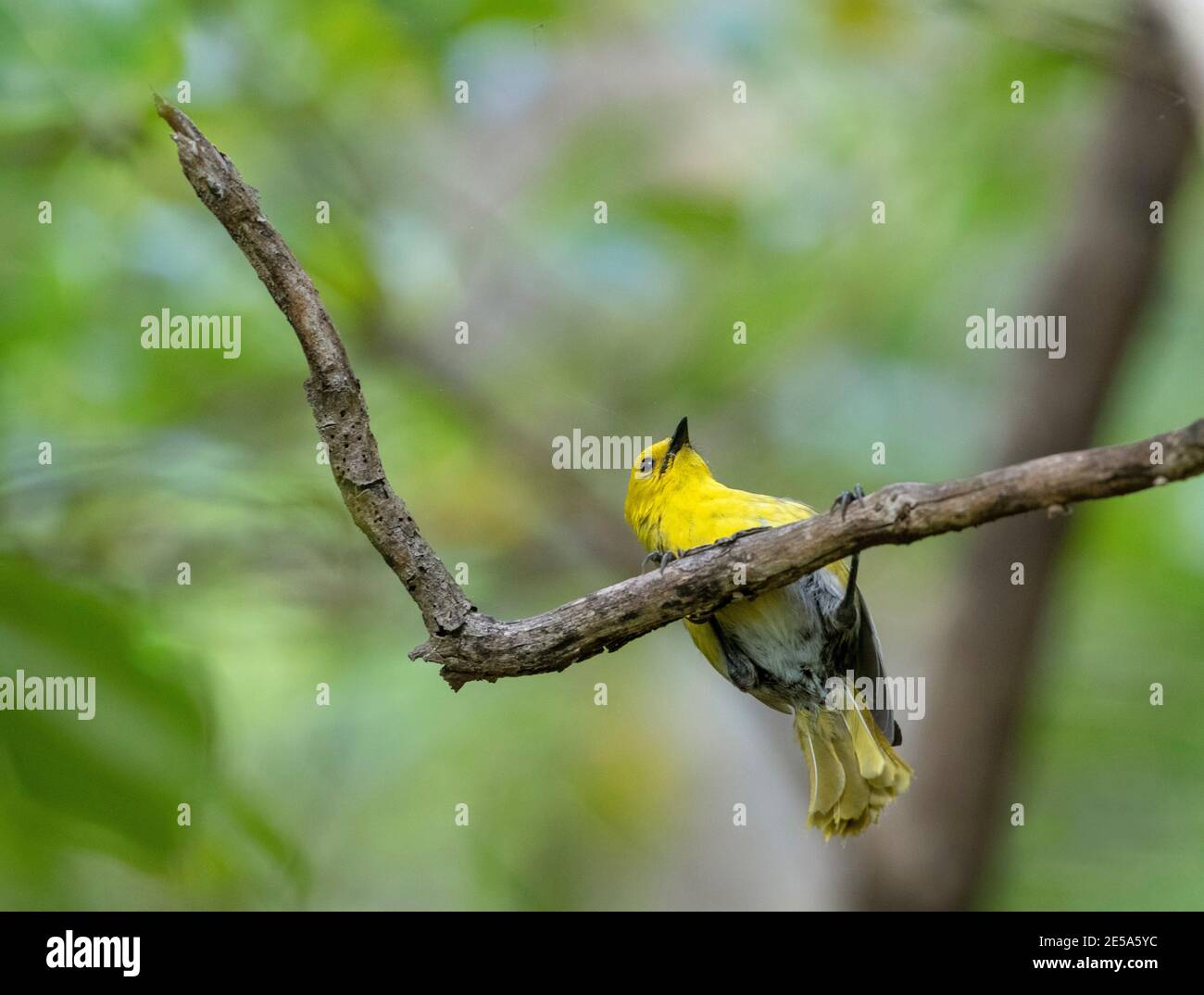 Yellowhead, Mohua (Mohoua ocrocephala), appeso capovolto, alla ricerca di qualcosa da mangiare, Nuova Zelanda, Isola del Sud, Ulva Island, Stewart Island Foto Stock