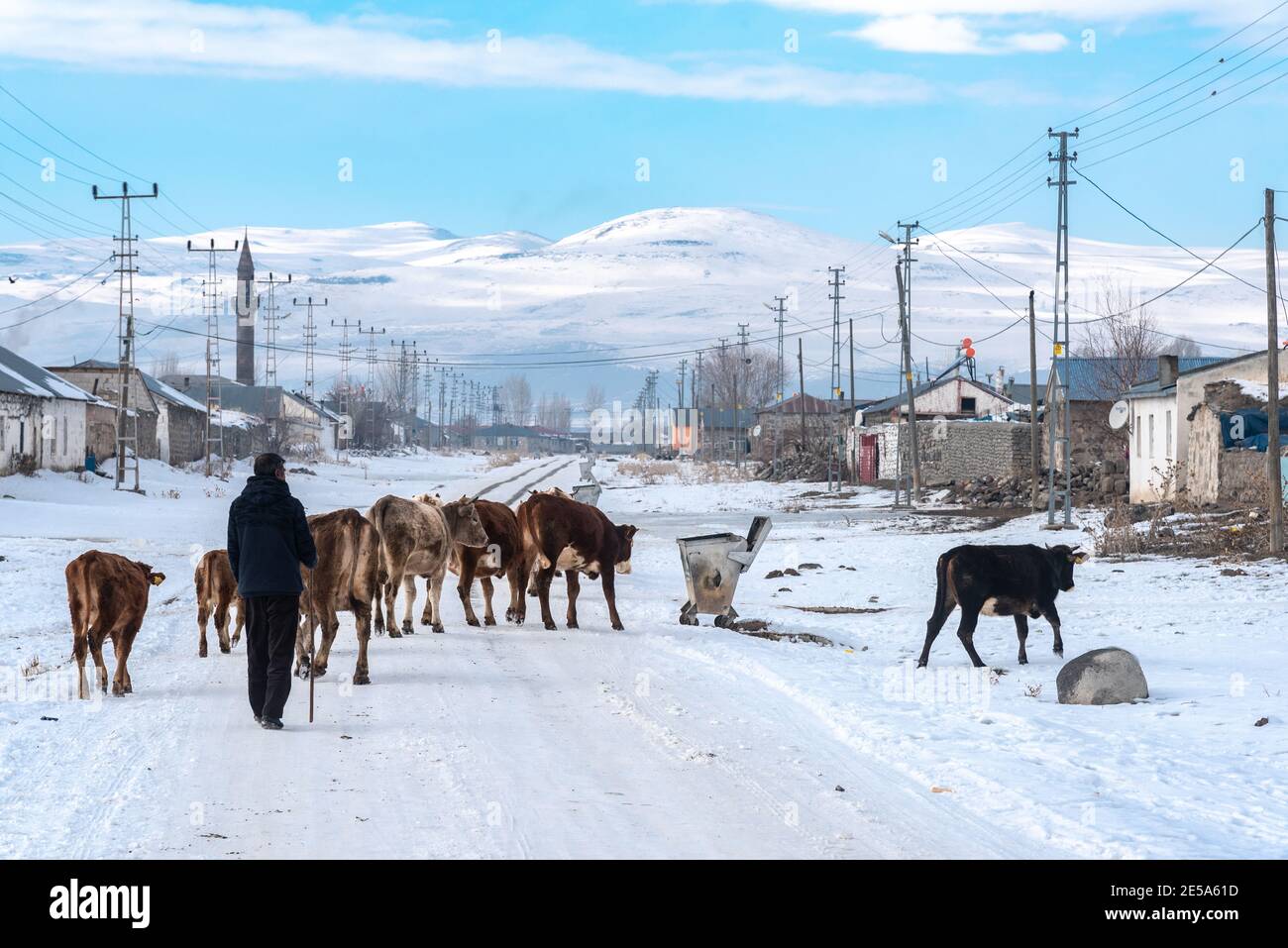 Il pastore sta prendendo le sue mucche attraverso il villaggio. Yalınçayır, Kars, Turchia. Foto Stock