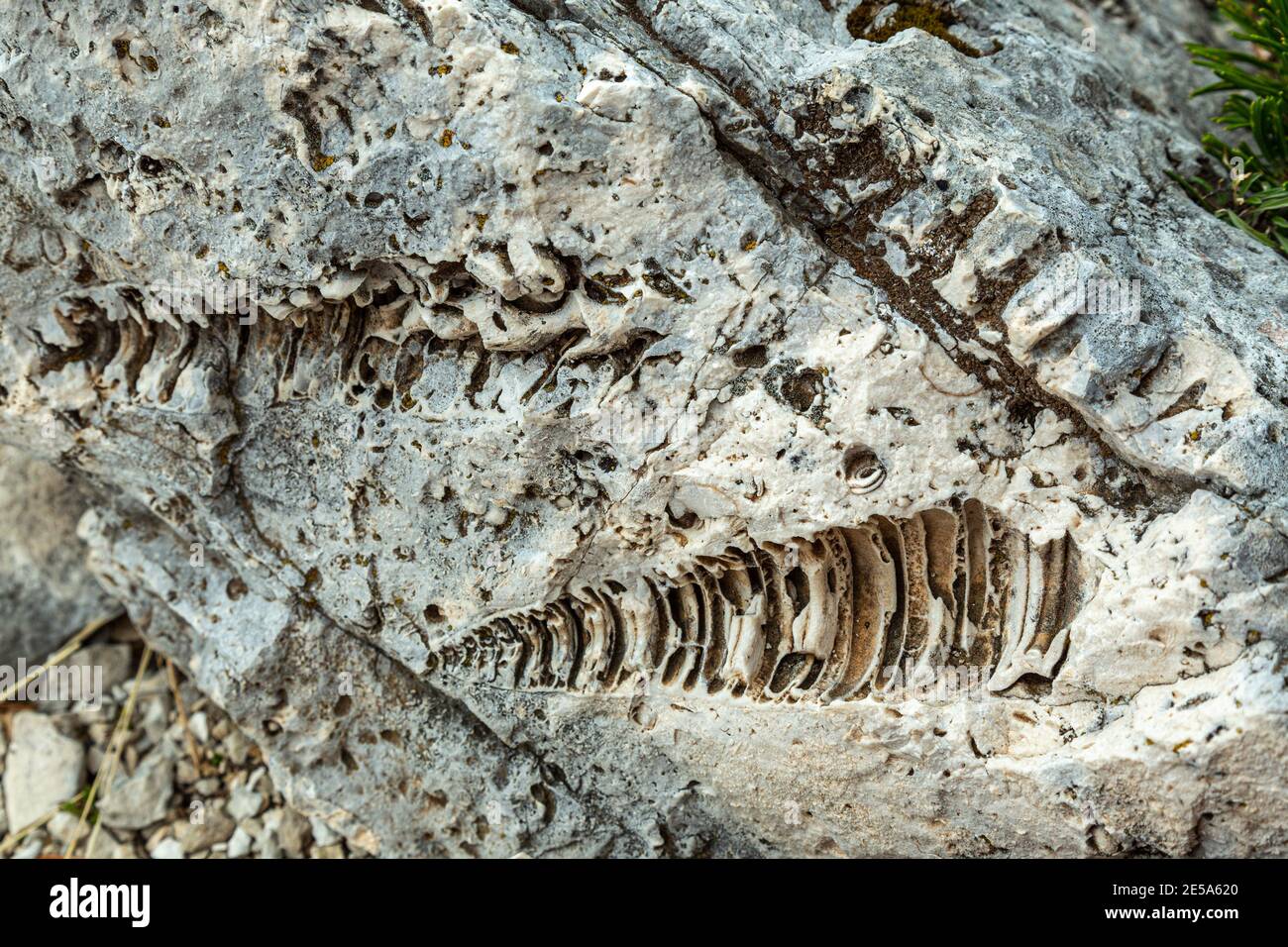 Le impronte di antichi fossili impressi nella pietra della Maiella. Parco Nazionale della Maiella, Abruzzo, Italia, Europa Foto Stock