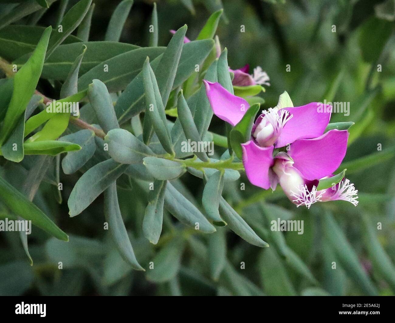 Milkwort (Polygala myrtifolia), fioritura, Spagna, Isole Baleari, Maiorca Foto Stock