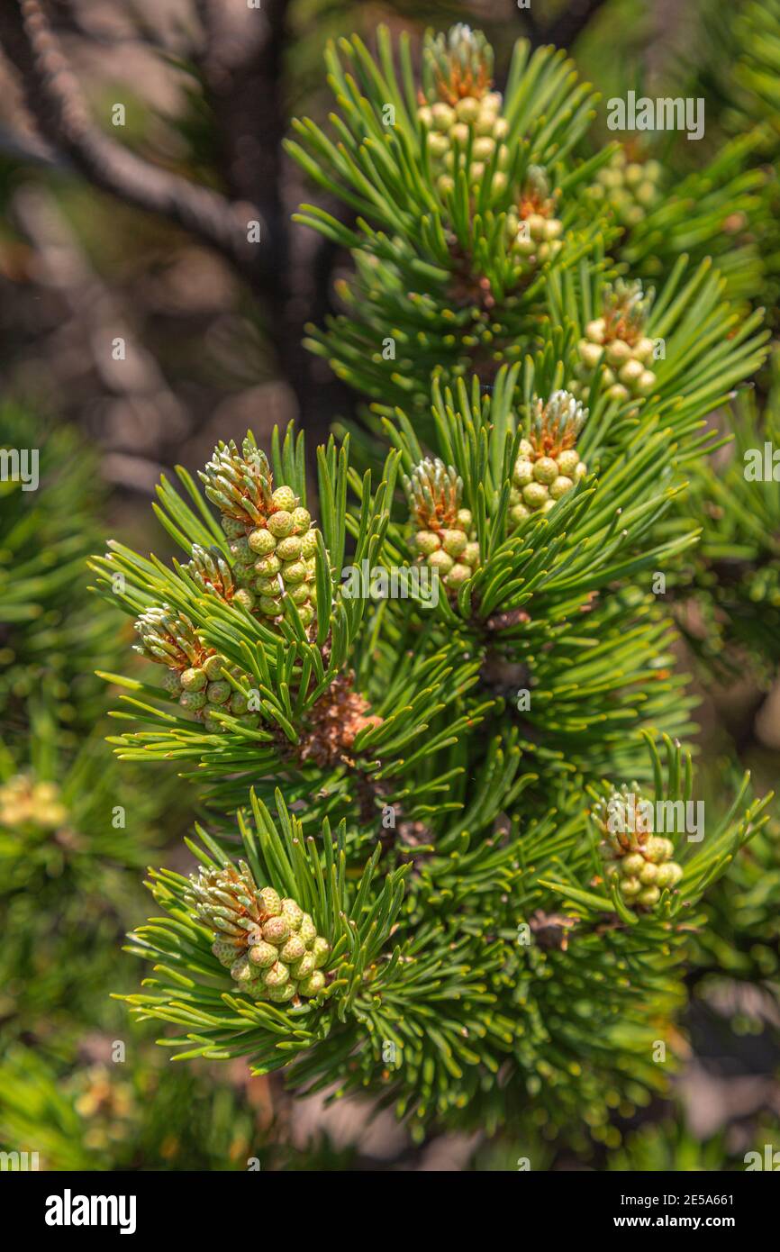 Fiori di pino di montagna o pino di montagna. Abruzzo, Italia, Europa Foto Stock