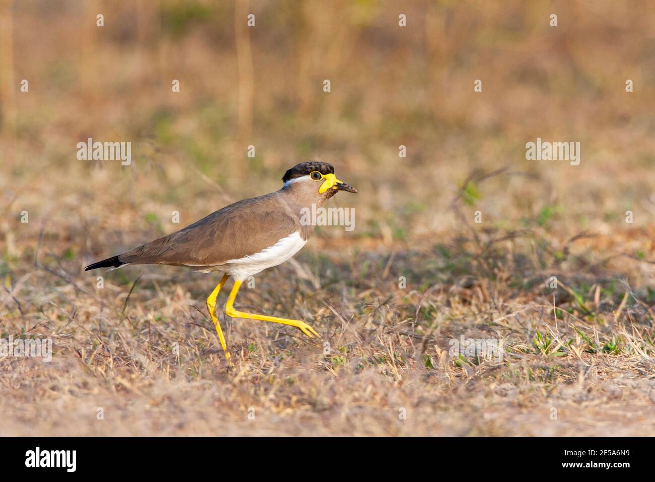 Laping con wattled giallo (Vanellus malabaricus), Adulto a piedi su campo arido, India Foto Stock