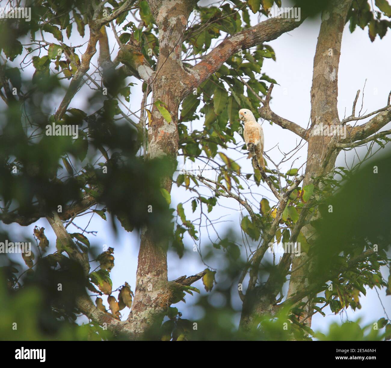 Goffin's cockatoo, Goffin's corella, Tanimbar Corella (Cacatua goffiniana, Cacatua goffini), questa specie è quasi minacciata a causa della deforestazione e. Foto Stock