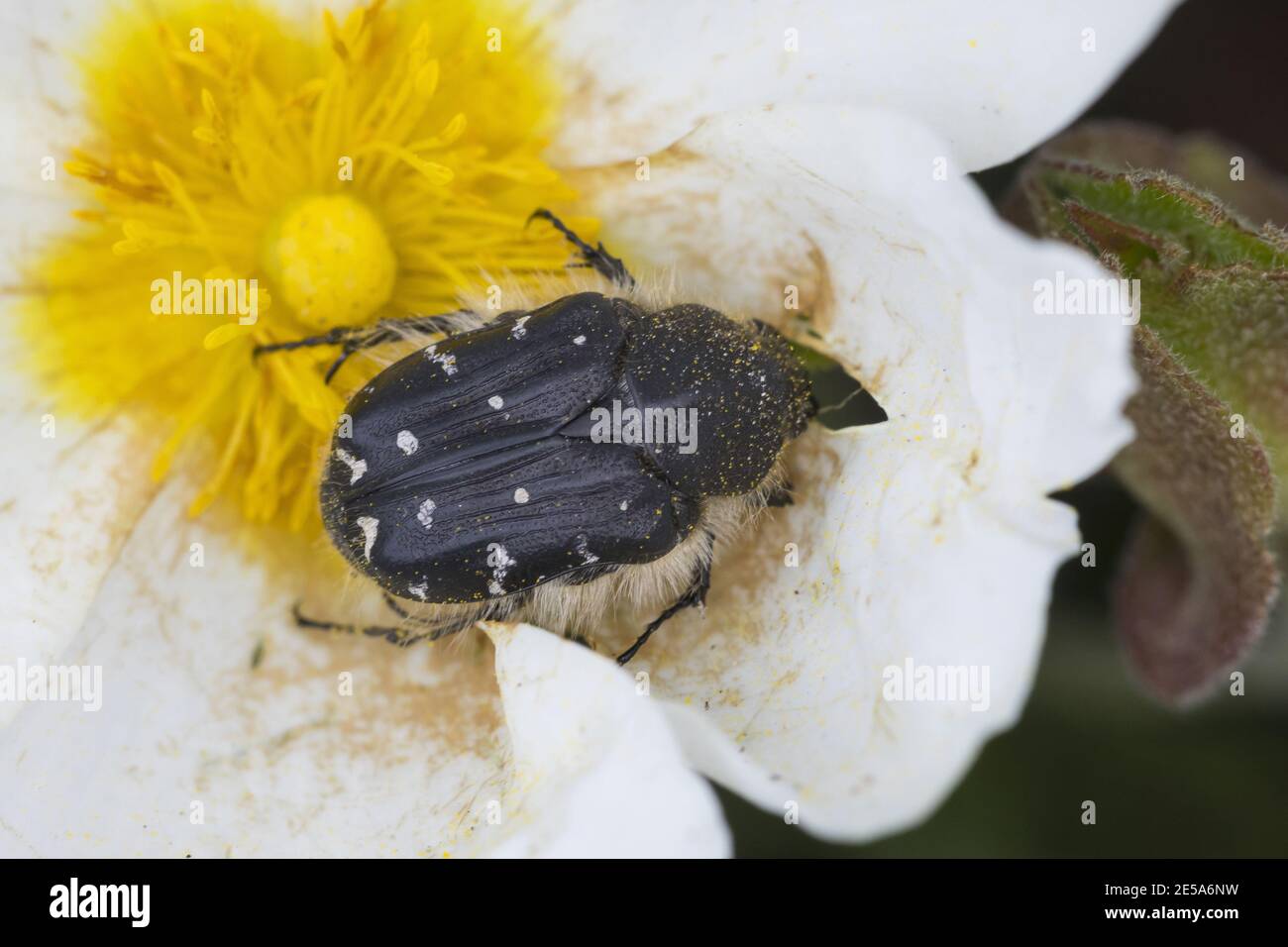 Il coleottero peloso, il coleottero dei fiori di mela (Tropinota hirta, Epicometis hirta), visitando un fiore di rosa di roccia, Germania Foto Stock