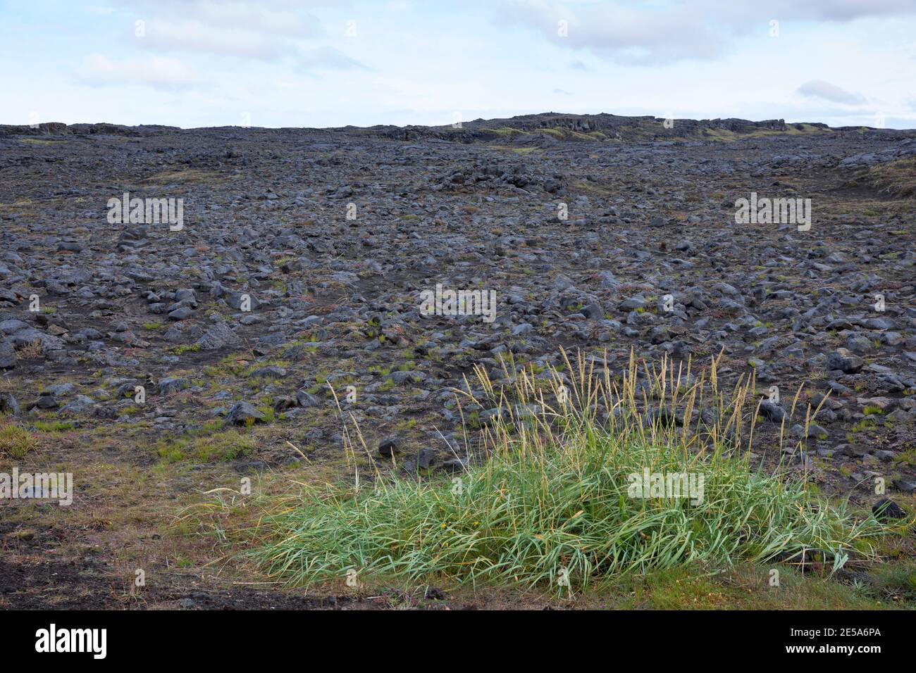 Paesaggio vulcanico con licheni e mossi, Islanda, Penisola di Reykjanes Foto Stock
