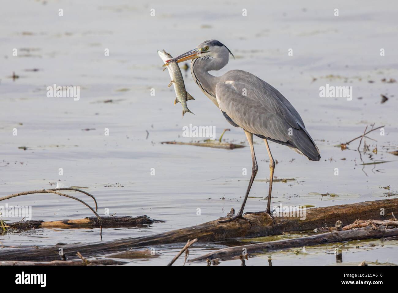 Airone grigio (Ardea cinerea), in piedi su driftwood con luccio nel disegno di legge, Germania, Baviera, Lago Chiemsee Foto Stock