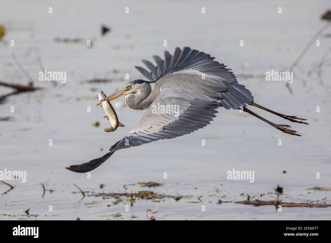 Airone grigio (Ardea cinerea), decollo con il luccio nel disegno di legge, Germania, Baviera, Lago di Chiemsee Foto Stock