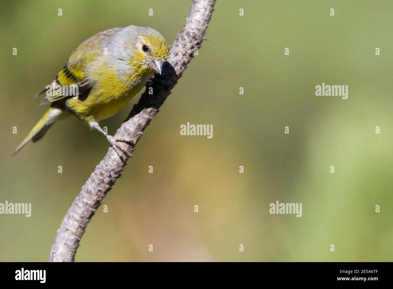 Citril finch (Carduelis citrinella, Serinus citrinella), maschio di primo inverno arroccato su una filiale, in Svizzera Foto Stock