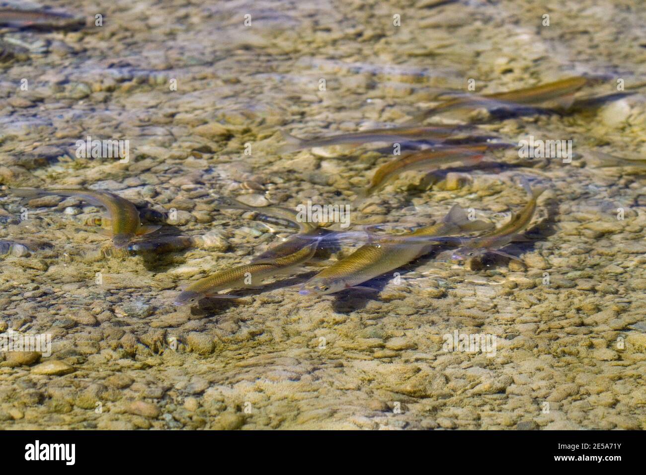 Becco di Danubiano, becco di Danubio, shemaya (Chalcalburnus calcoides, Alburnus calcoides), in acque poco profonde sul lago, Germania, Baviera, lago Foto Stock