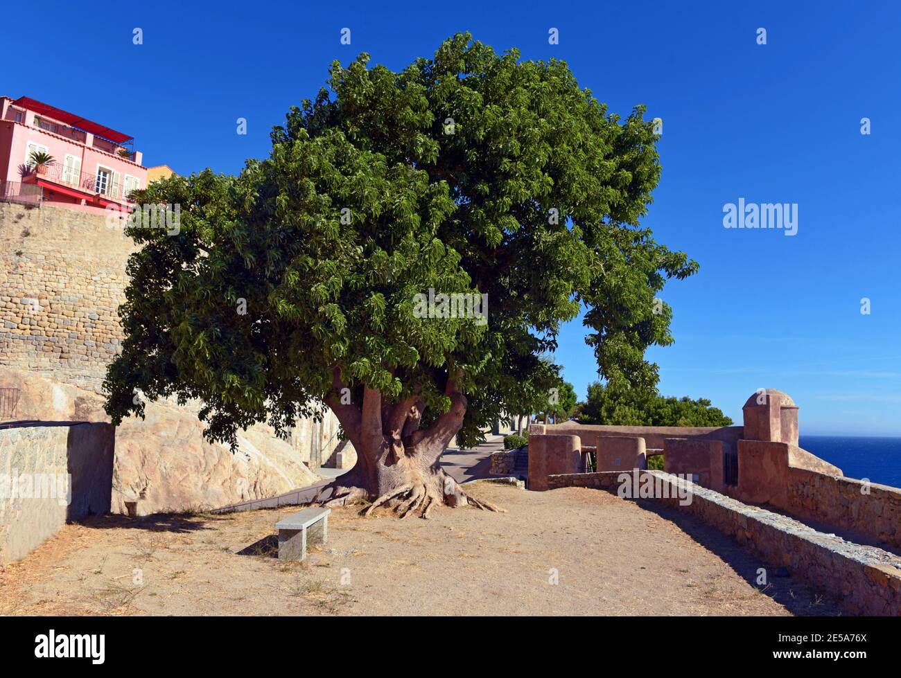 citadelle di Calvi, Francia, Corsica, Calvi Foto Stock