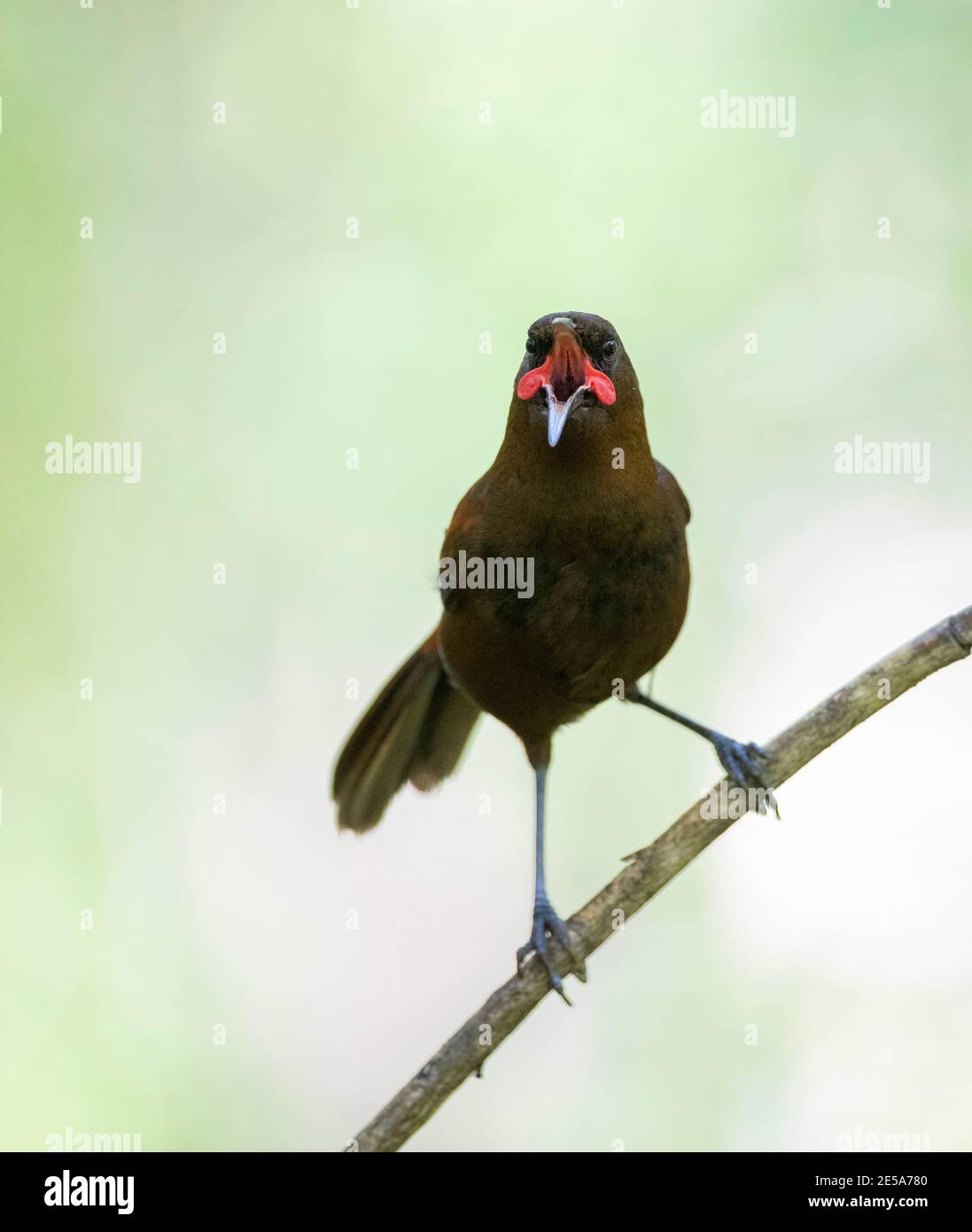 South Island saddleback (Philesturnus carunculatus), un canto maschile immaturo da un ramo, Nuova Zelanda, Southern Island, Ulva Island, Stewart Island Foto Stock