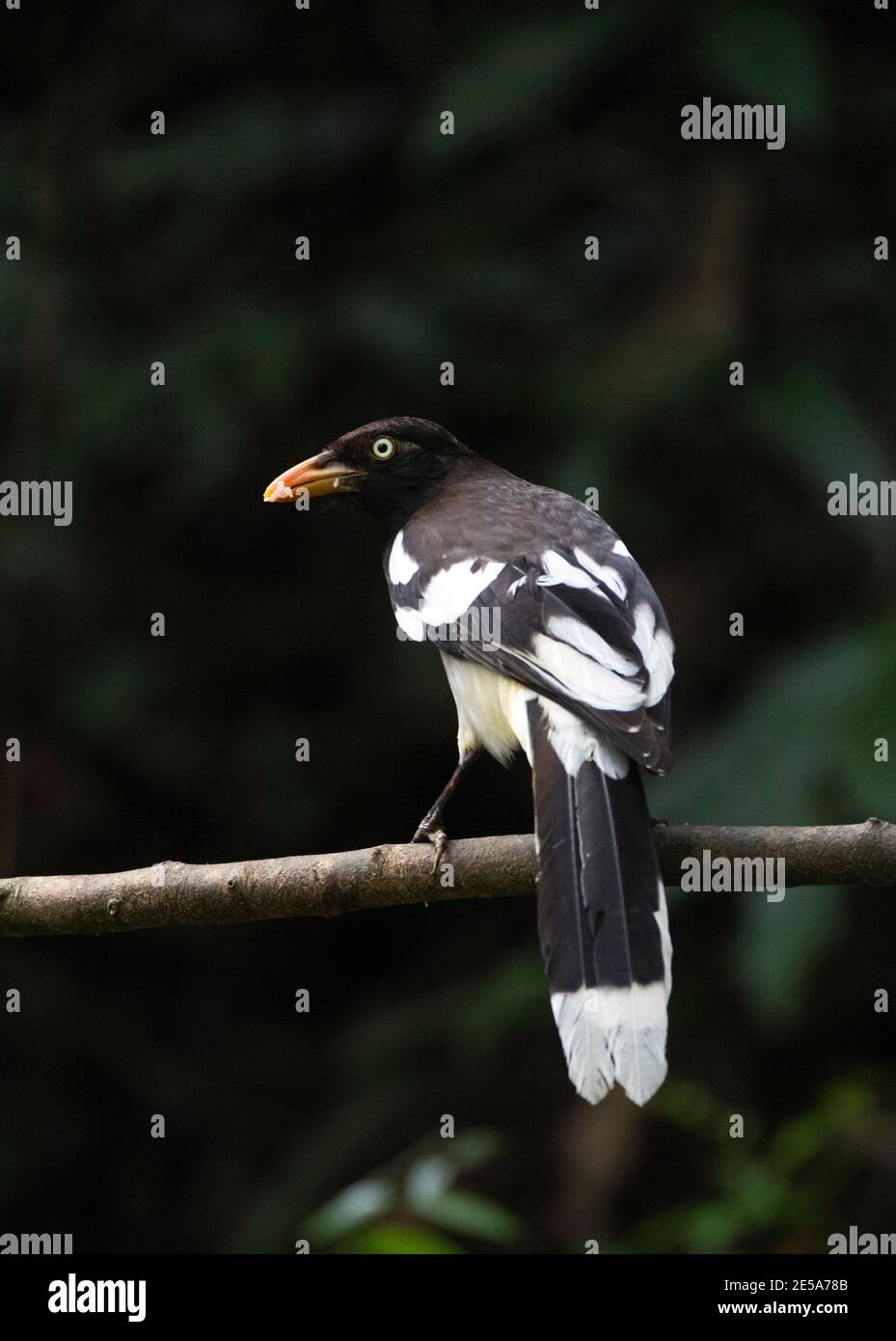 Magpie alato bianco (Urocissa whiteheadi xanthomelana, Urocissa xanthomelana), Adulto arroccato su una filiale, Cina, provincia di Guangxi, Nonggang Natural Foto Stock
