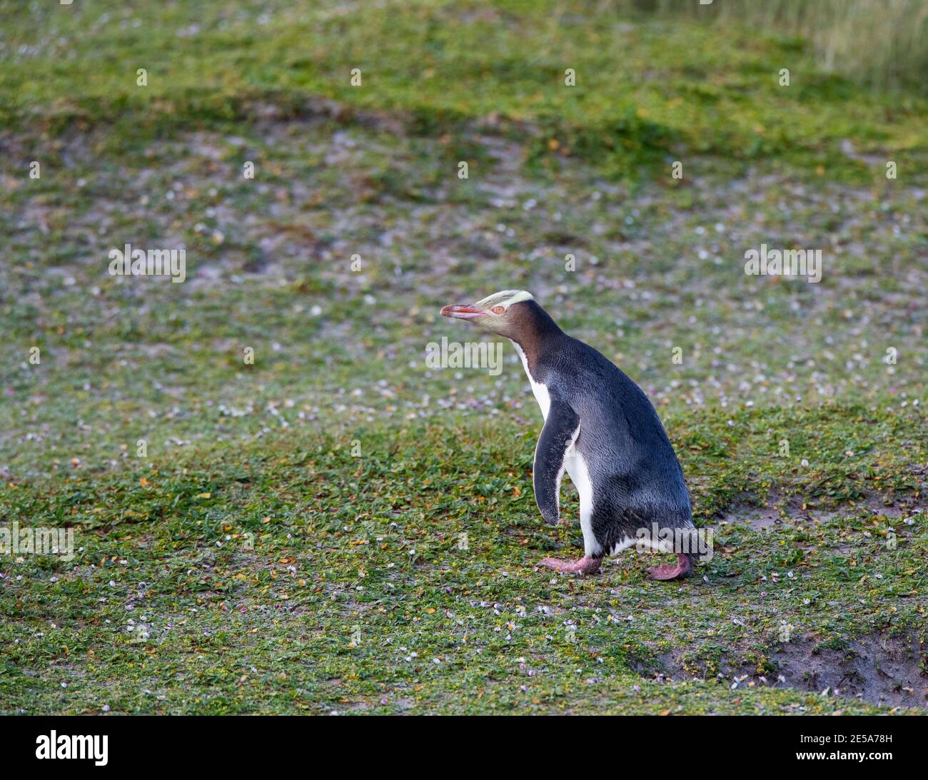 Pinguino dagli occhi gialli, Hoiho (antipodi Megadyptes), camminando su un pendio coperto d'erba lungo la spiaggia, la Nuova Zelanda, le isole di Auckland, l'isola di Enderby Foto Stock