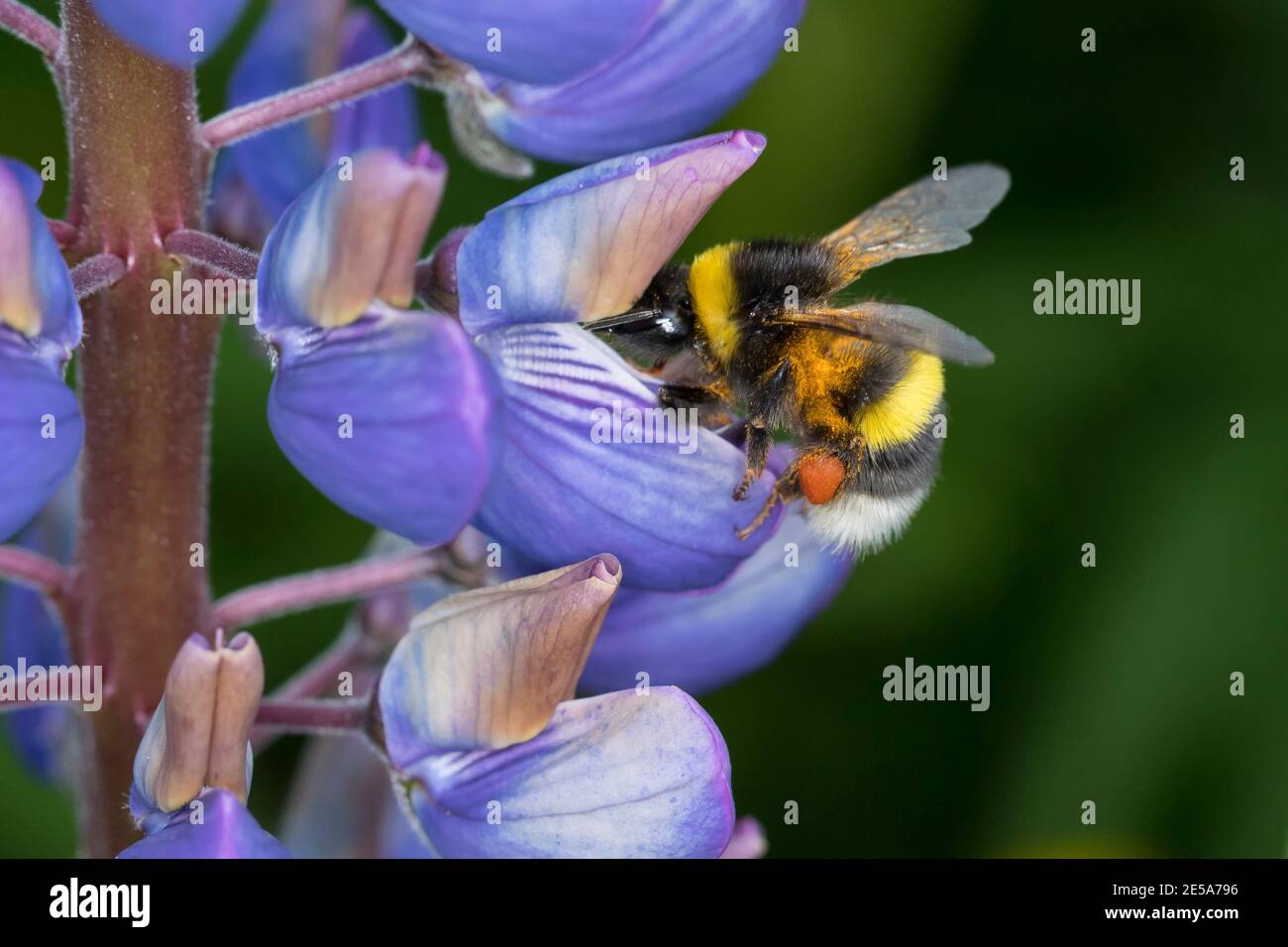 Bumble Bee (spec. Bombus), donna che visita fiori lupini, con carico di polline, Germania Foto Stock
