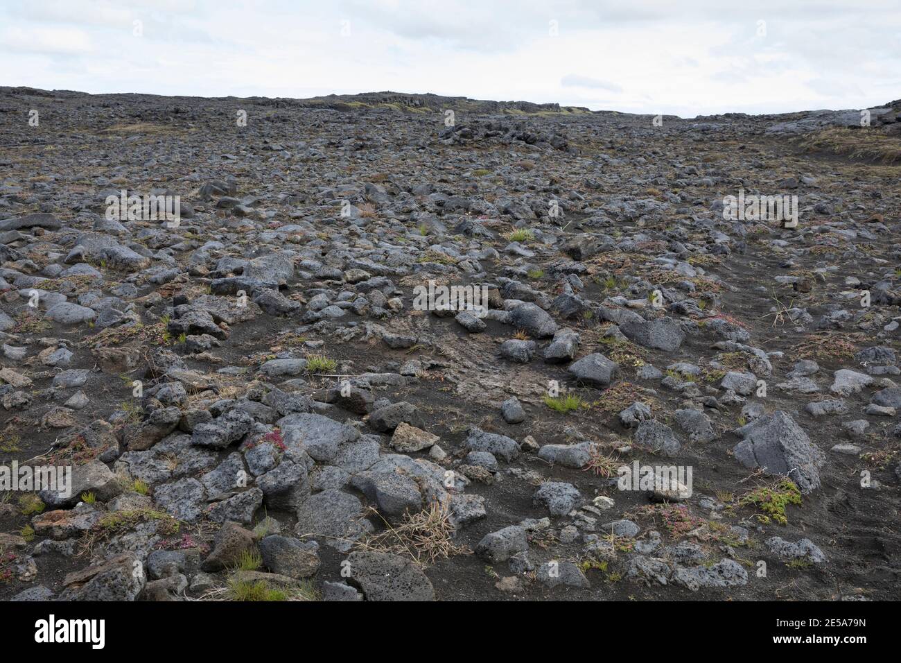 Paesaggio vulcanico con licheni e mossi, Islanda, Penisola di Reykjanes Foto Stock
