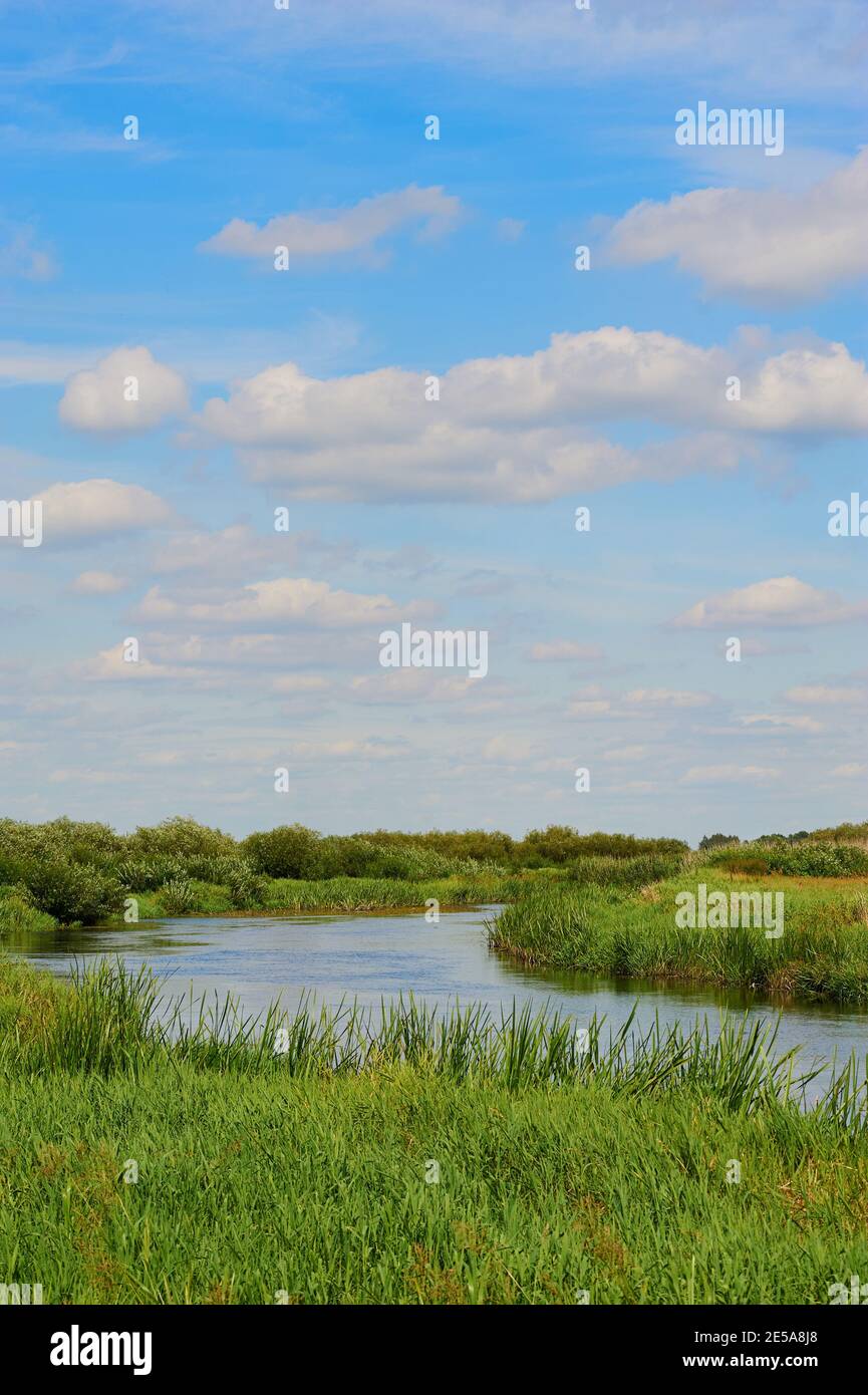 Il fiume Biebrza che si torreggia tra prati Foto Stock