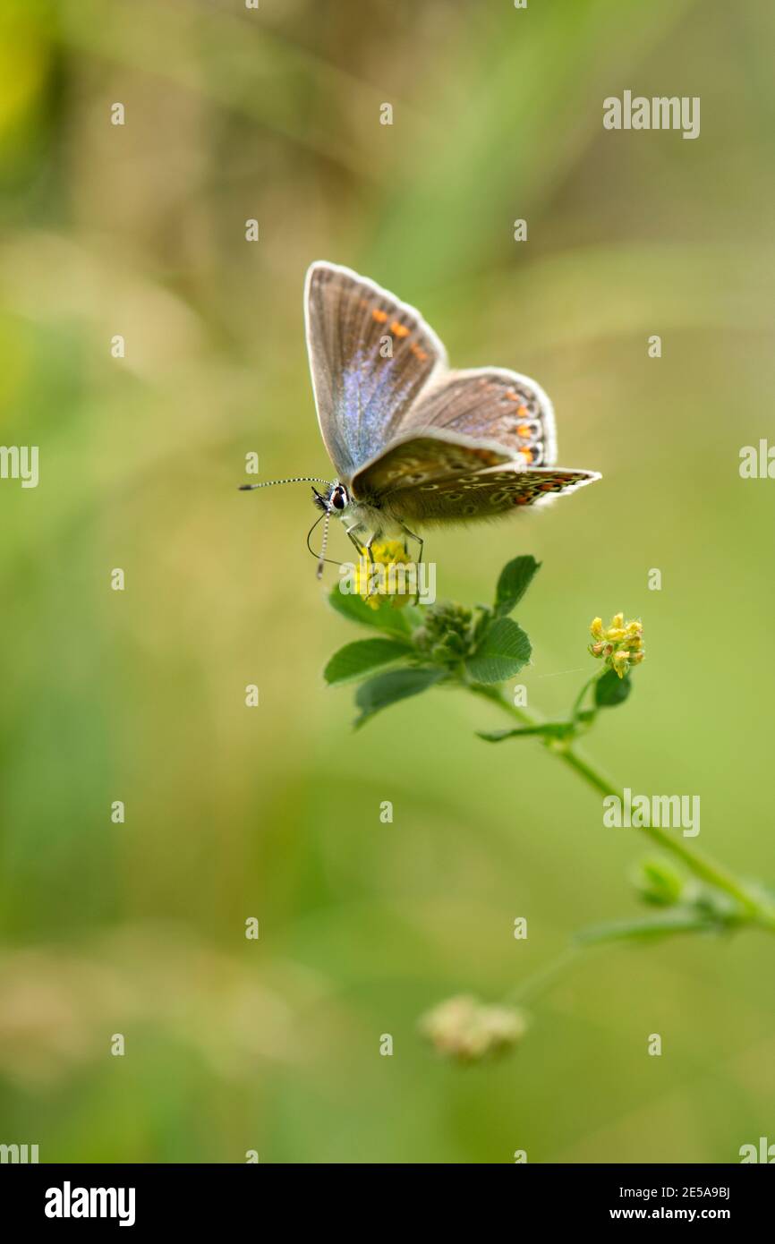 Femmina comune Blue Butterfly, Polyommatus icarus, Nettering su Black Medick, Medicago lupulina, fiore, Homefield Wood, Buckinghamshire, luglio 2016 Foto Stock