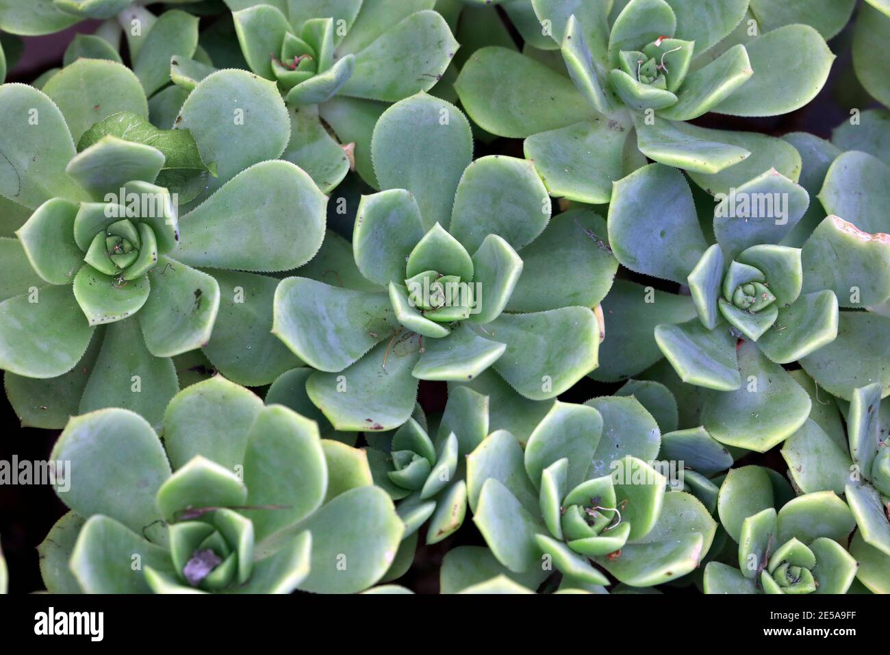 Piante succulente in pentola. Foto Stock