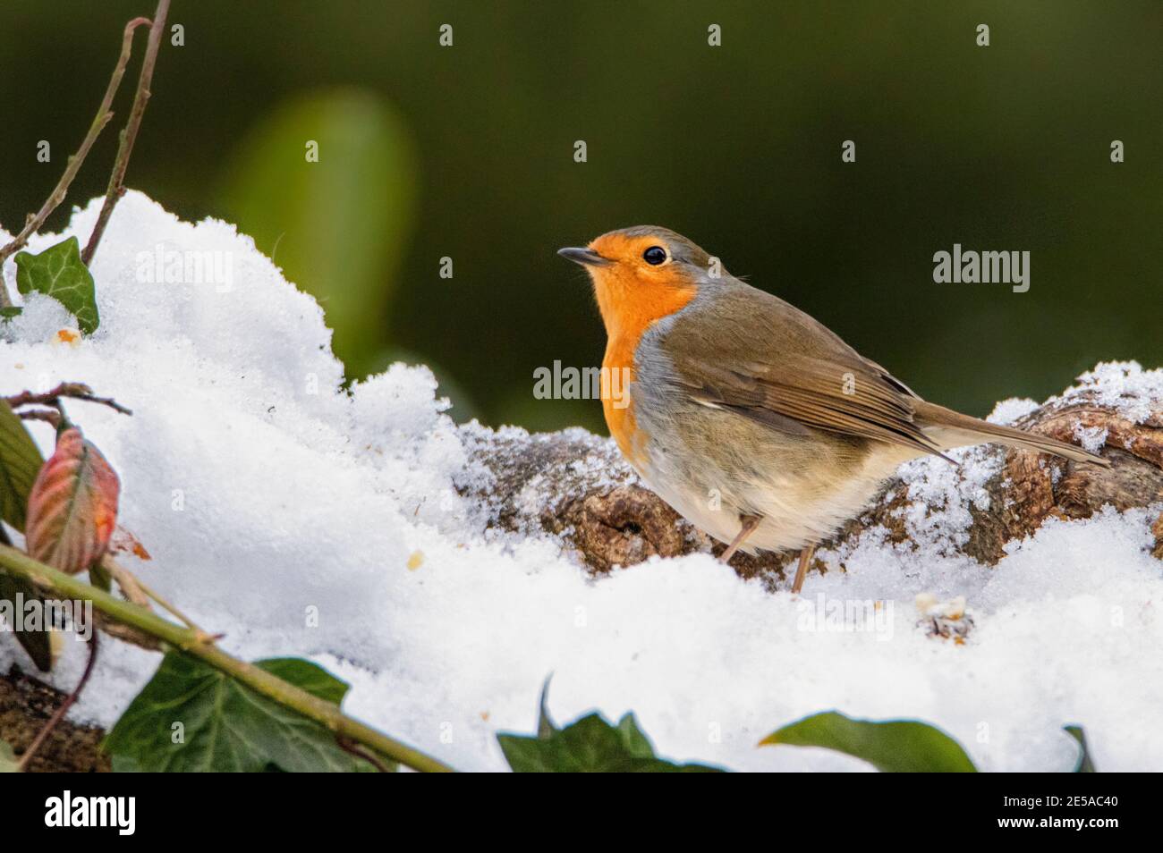 Robin nella neve, Erithacus rubecula, nella neve in un giardino britannico. Foto Stock