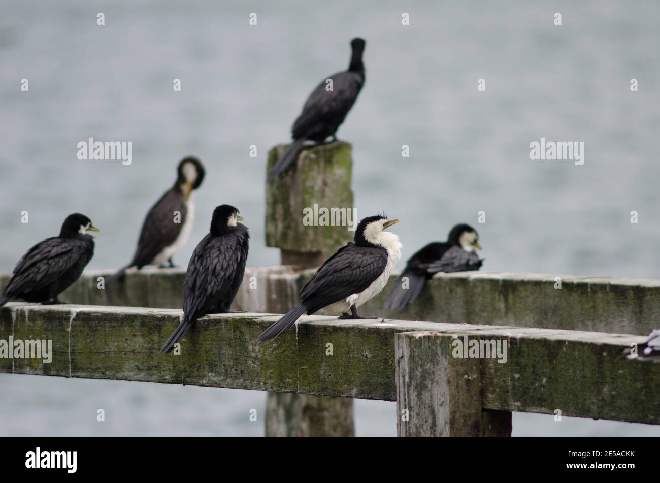 Piccoli cormorani pied Microcarbo melanoleucos brevirostris. Penisola di Otago. Otago. Isola Sud. Nuova Zelanda. Foto Stock