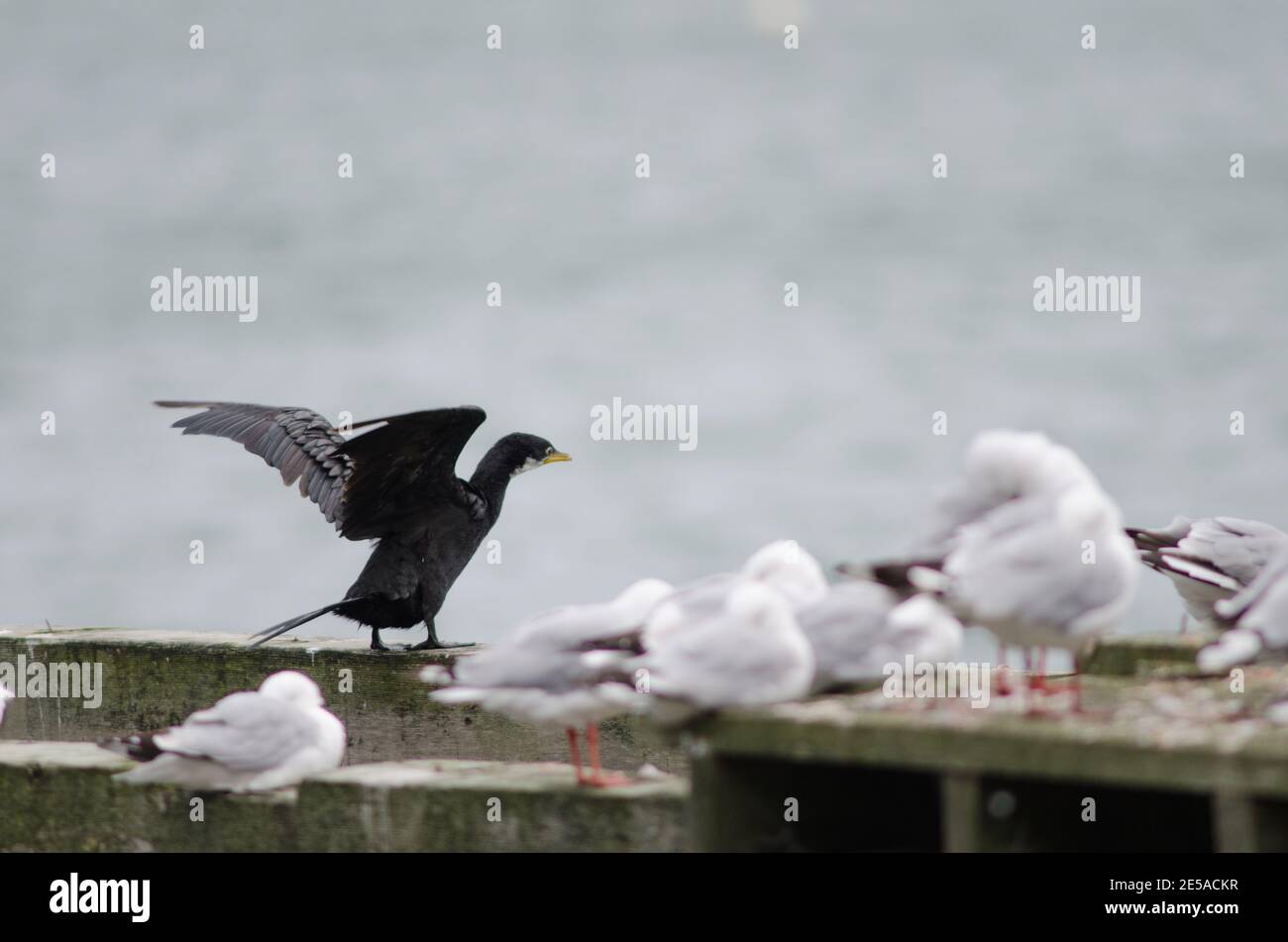 Piccolo cormorano Microcarbo melanoleucos brevirostris. Morph bianco per adulti con ali sollevate. Penisola di Otago. Isola Sud. Nuova Zelanda. Foto Stock