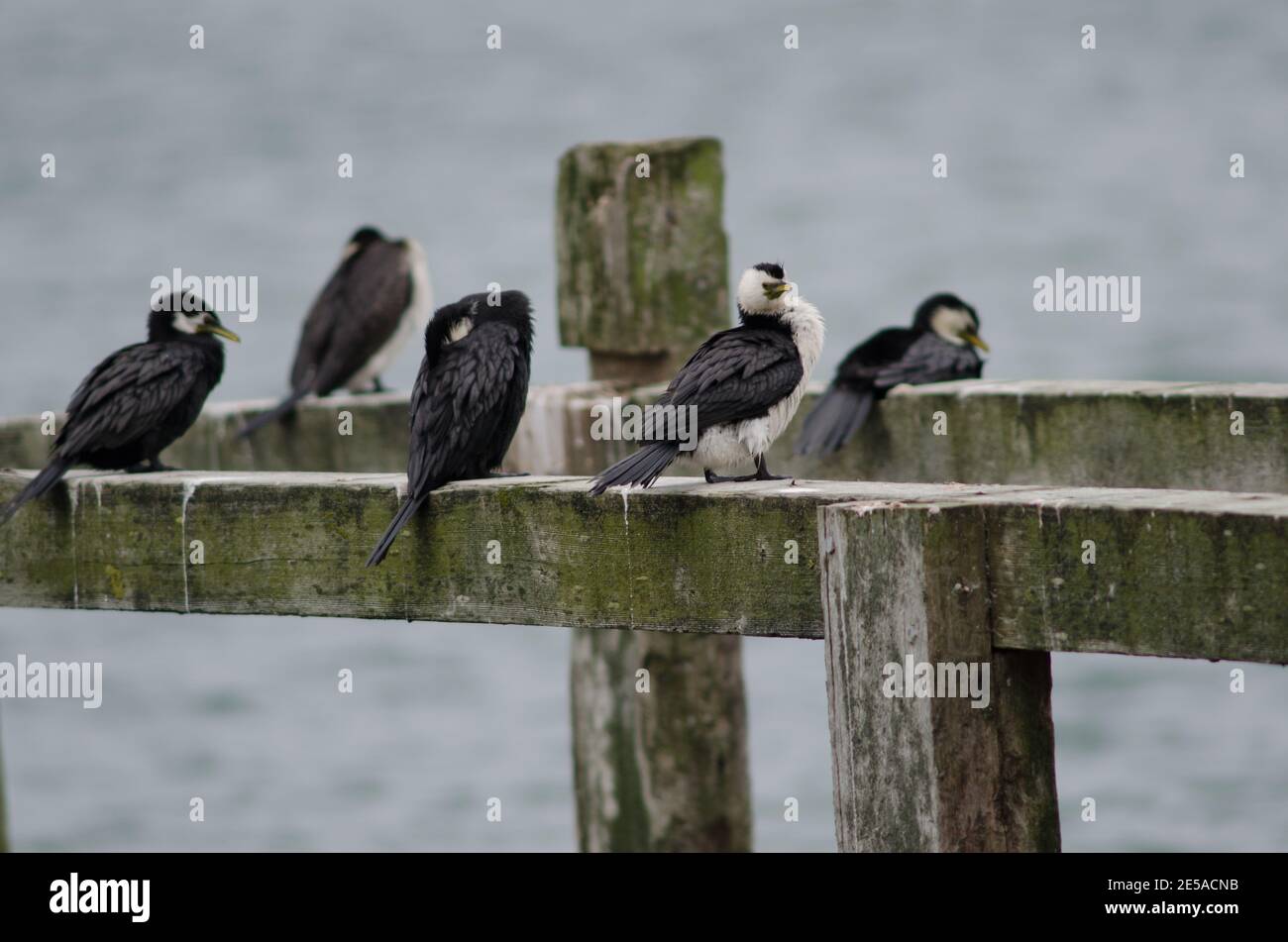 Piccoli cormorani pied Microcarbo melanoleucos brevirostris. Penisola di Otago. Otago. Isola Sud. Nuova Zelanda. Foto Stock