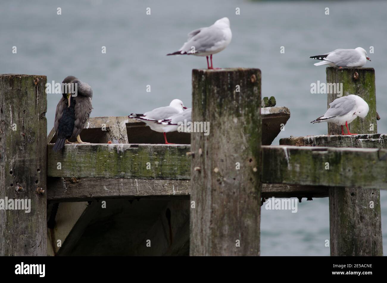 Spotted shag Phalacrocorax punctatus e gabbiani con fatturazione rossa Chromicocephalus novaehollandiae scopulinus. Penisola di Otago. Isola Sud. Nuova Zelanda. Foto Stock