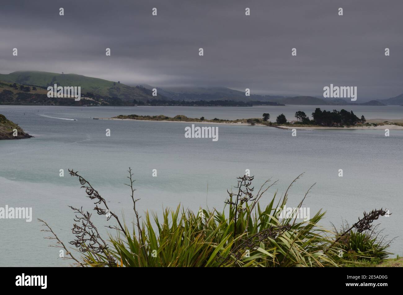 Mare nel porto di Otago. Penisola di Otago. Otago. Isola Sud. Nuova Zelanda. Foto Stock