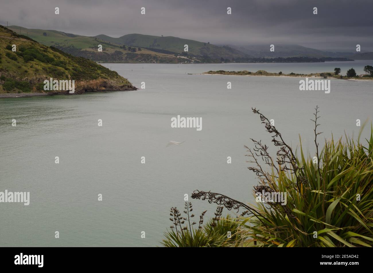 Mare nel porto di Otago. Penisola di Otago. Otago. Isola Sud. Nuova Zelanda. Foto Stock