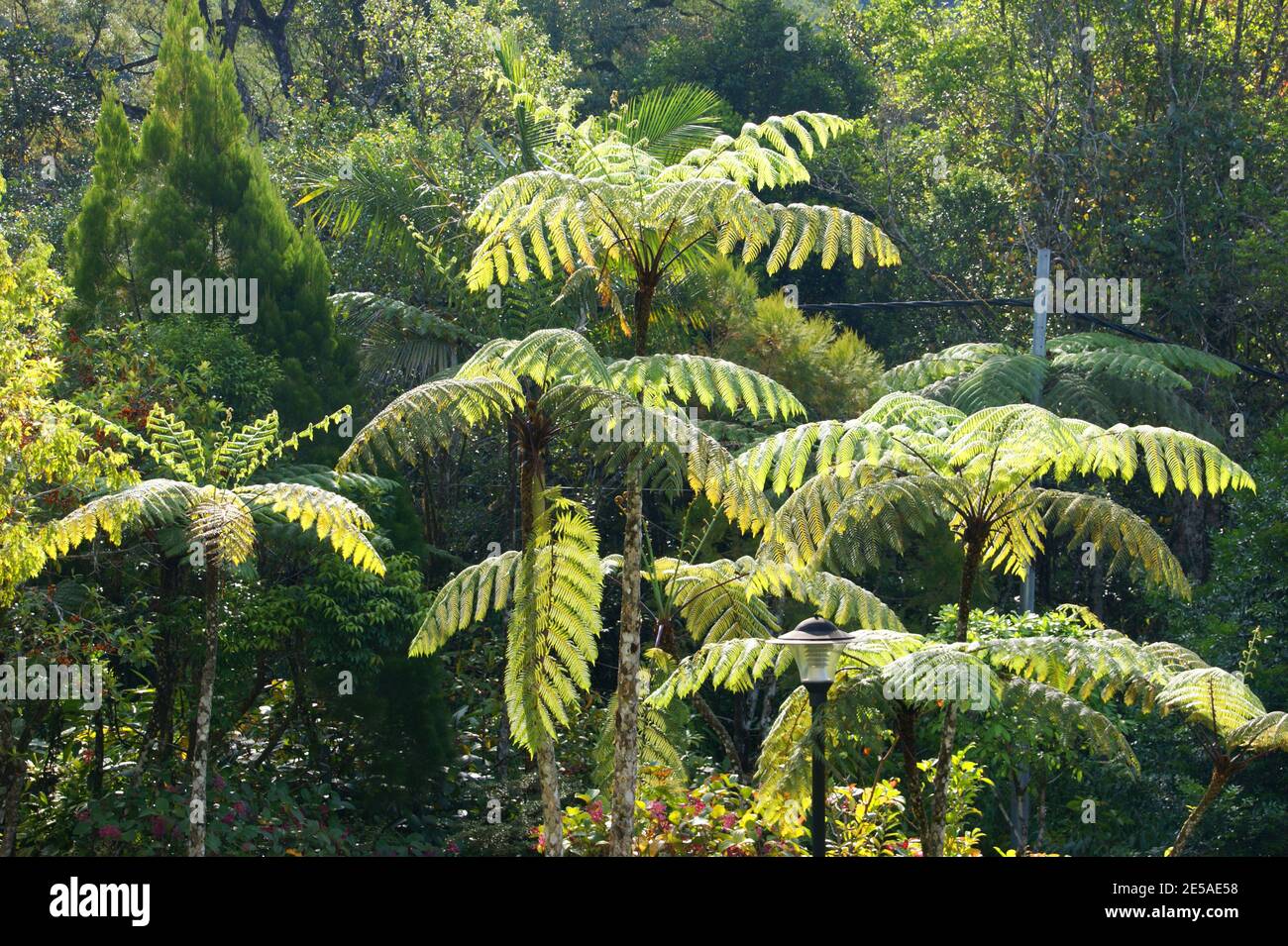 Pioggia foresta pianta. Contaminazioni di Cyatea, Tern dell'albero, Fern dell'albero malese. Kinabalu Park, Sabah, Malesia, Borneo Foto Stock