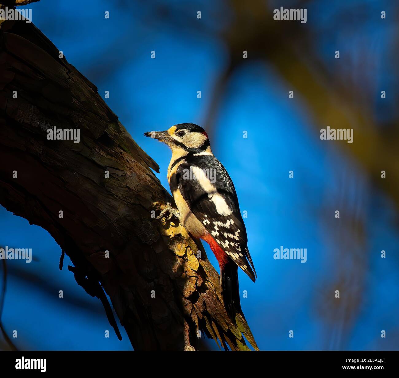 Ottimo picchio maschio macchiato arroccato sull'albero alla ricerca di cibo in autunno dorato. Carino uccello parco comune nella fauna selvatica. La foto migliore. Foto Stock