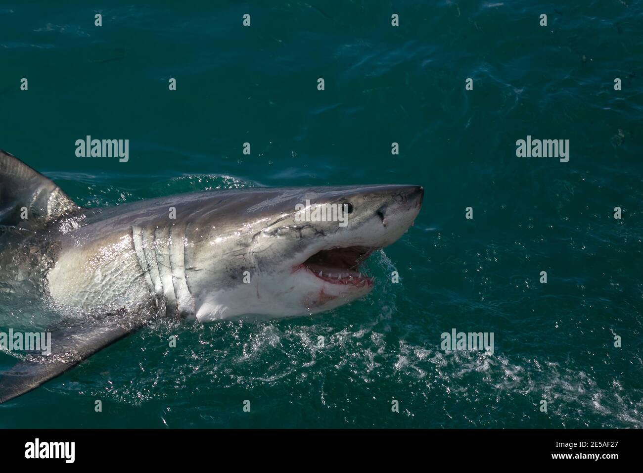 Squalo in superficie a Gansbaai del Sud Africa… Foto Stock