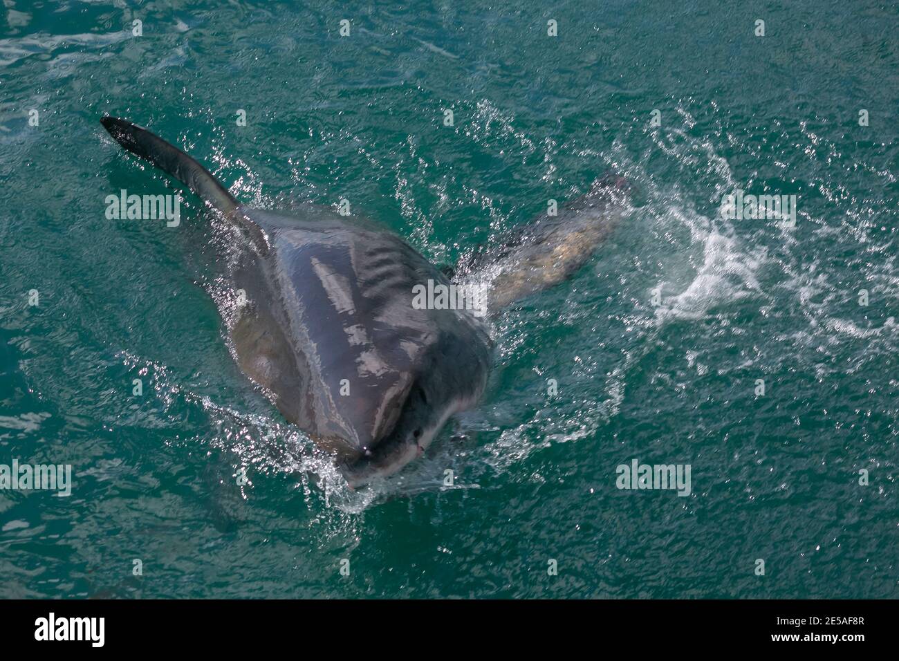 Squalo in superficie a Gansbaai del Sud Africa… Foto Stock