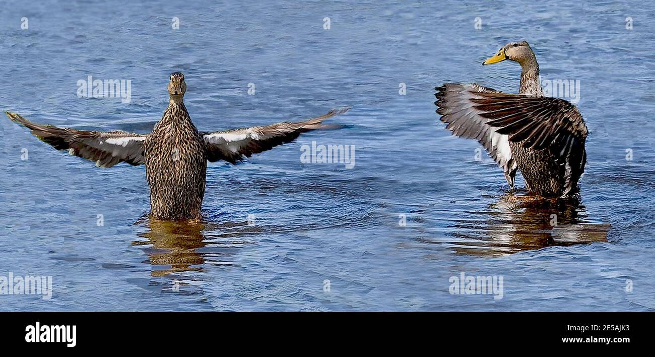 Anatre in allenamento Foto Stock